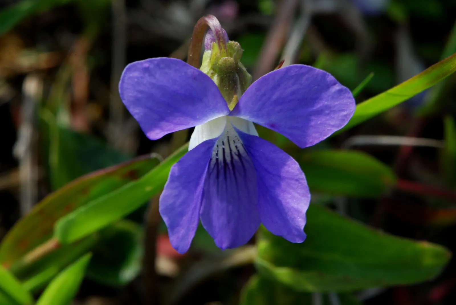 Dog Violet (Viola Adunca) — commonly called Dog Violet; preferring well-drained soils, image 51