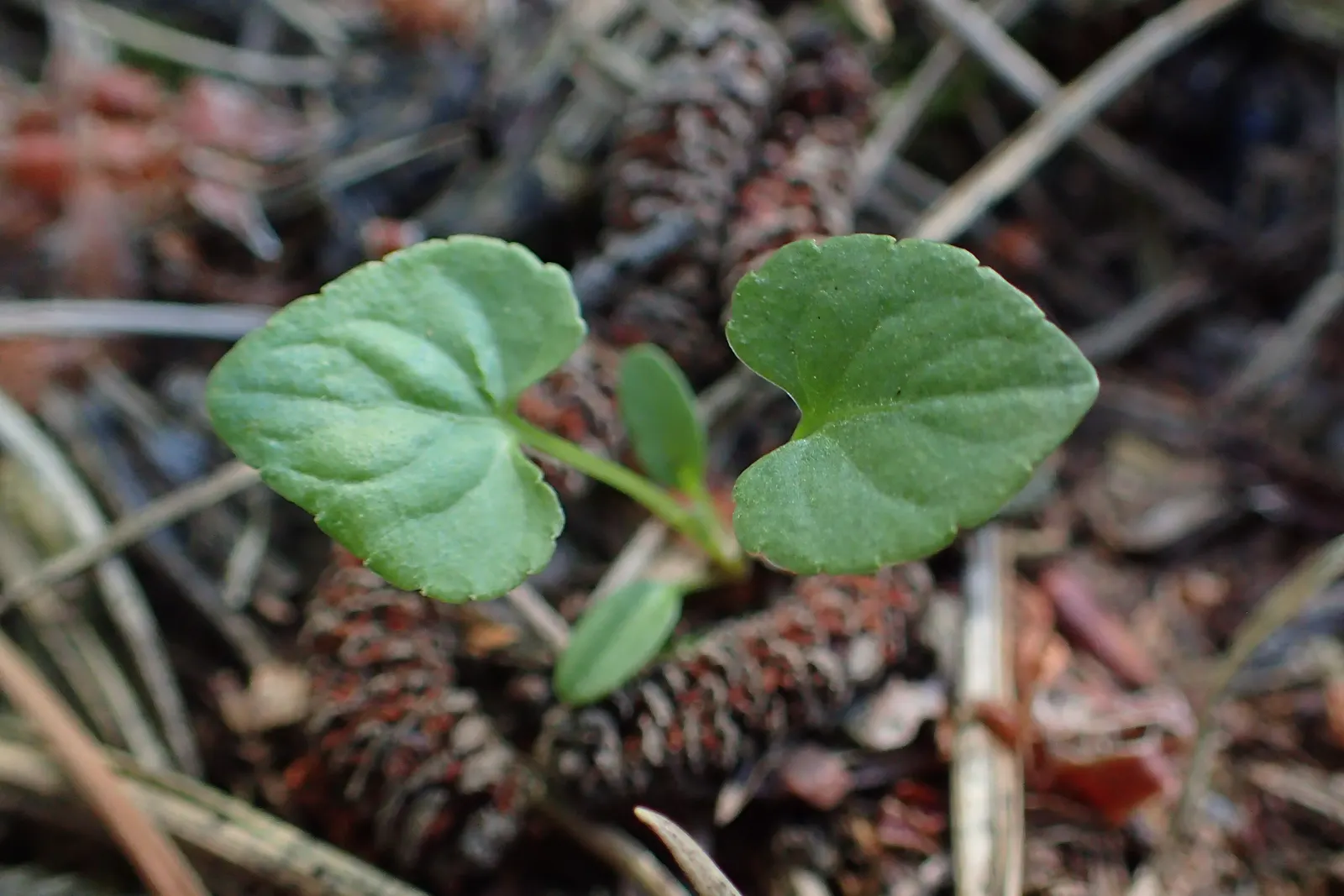 Dog Violet (Viola Adunca) — The Dog Violet requires moderate moisture levels; regular watering is recommended especially in dry periods; to a garden, image 95