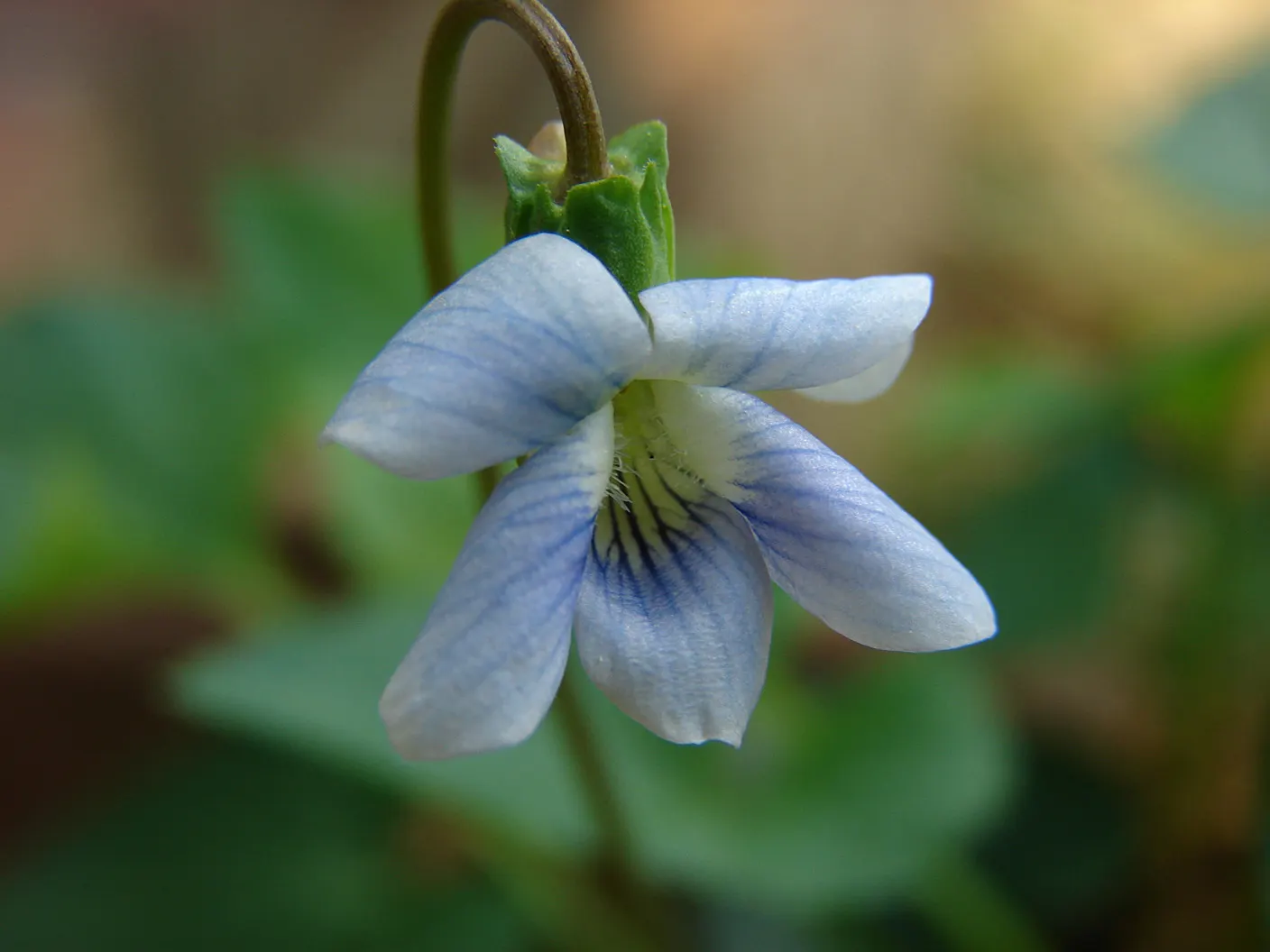 Dog Violet (Viola Adunca) — ground cover / perennial for half or shade; thereby supporting local biodiversity, image 75