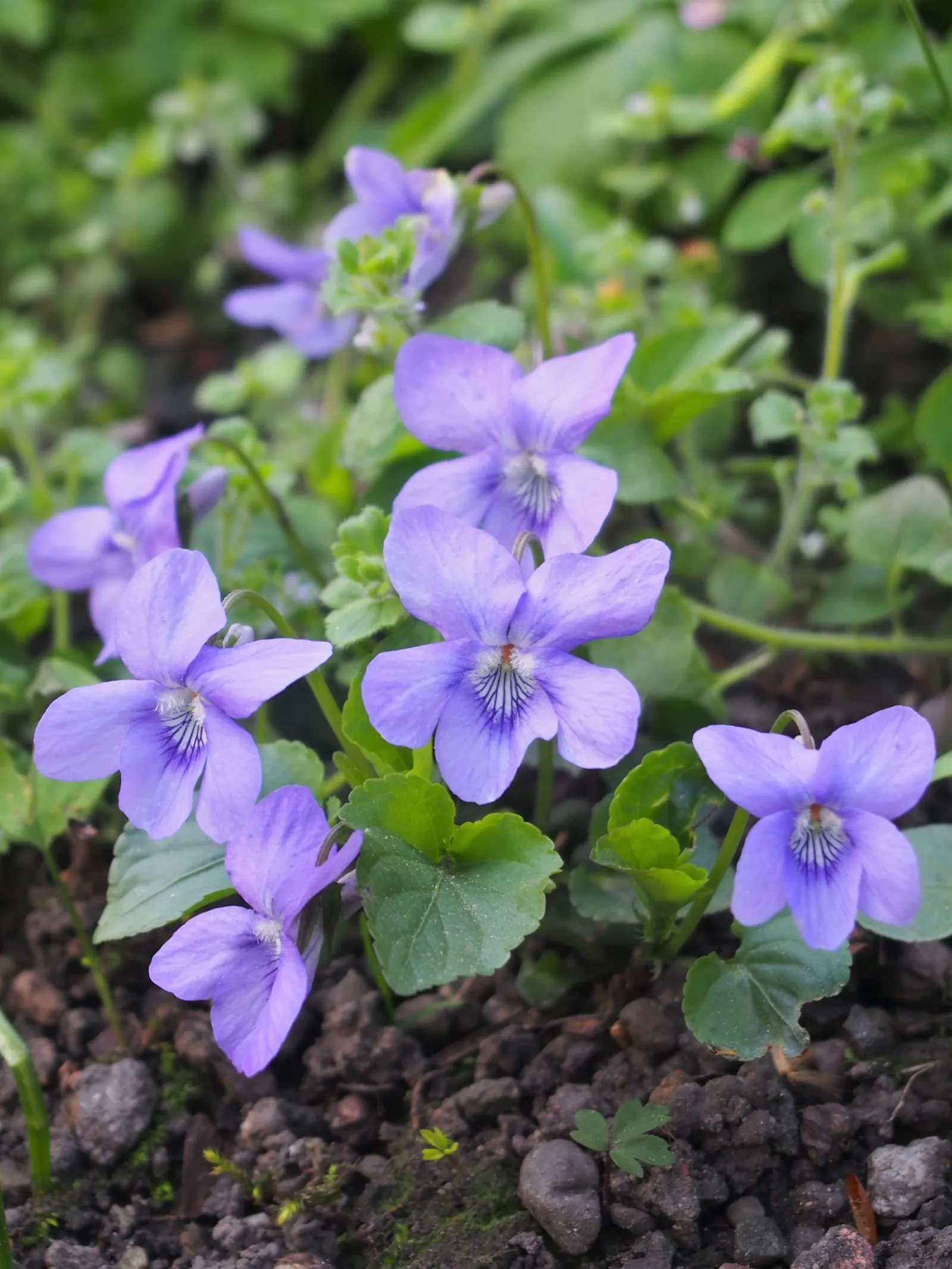 Dog Violet (Viola Adunca) — Ideal for woodland gardens, this species offers both aesthetic appeal and support for local pollinators; it is relatively