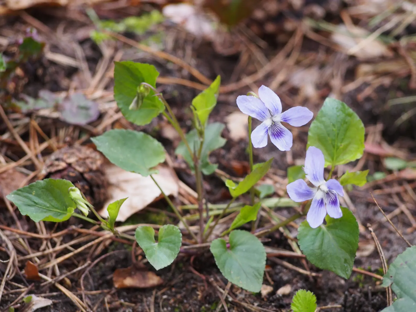 Dog Violet (Viola Adunca) — Preferring well-drained soils; ground cover / perennial for half or shade, image 129