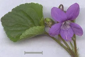 Dog Violet (Viola Adunca) — commonly called Dog Violet