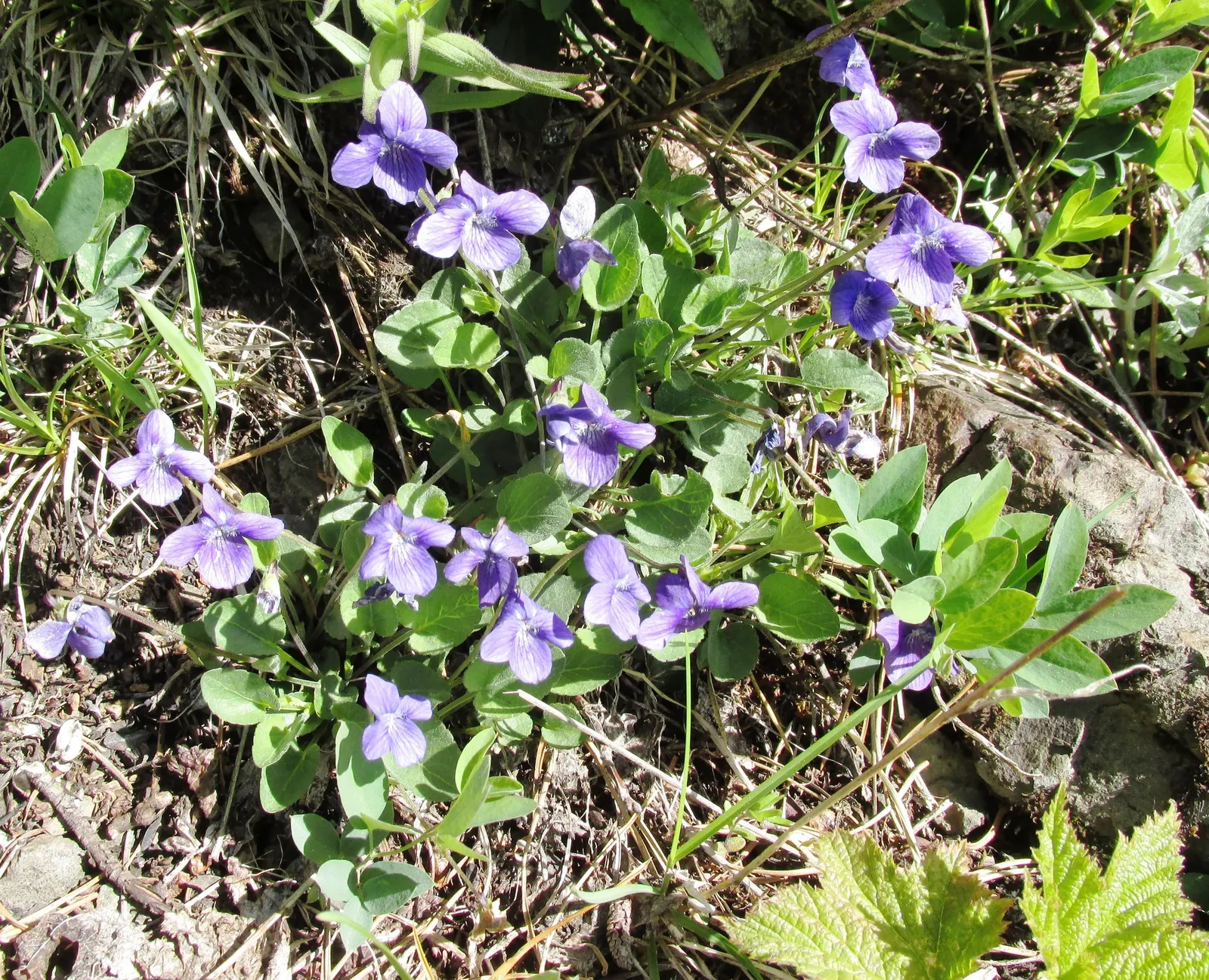 Dog Violet (Viola Adunca) — This North American native typically blooms from late spring to early summer