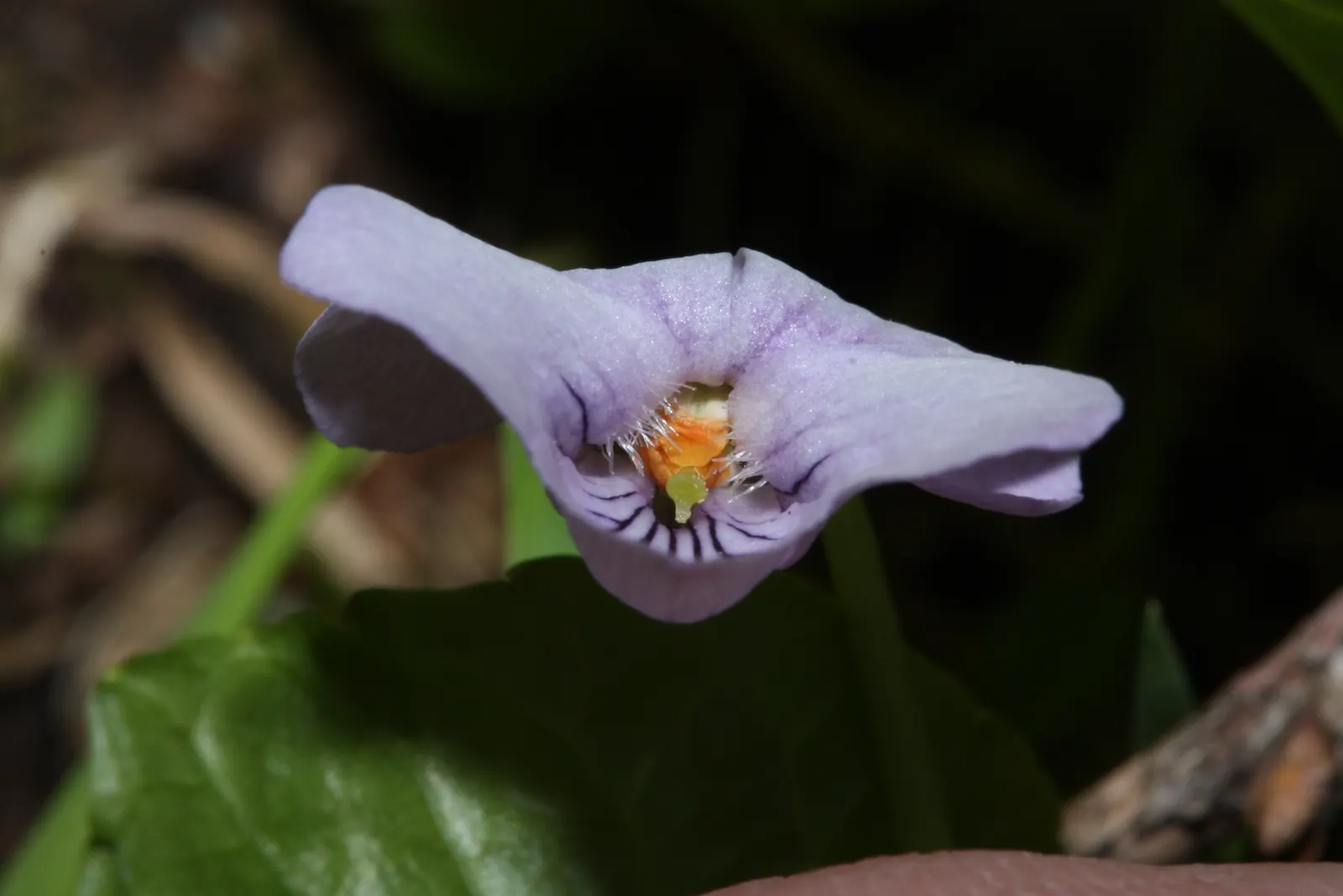 Dog Violet (Viola Adunca) — this plant is ideal for rock gardens or woodland borders; is a low-lying perennial favored for its resilient nature and, image 165