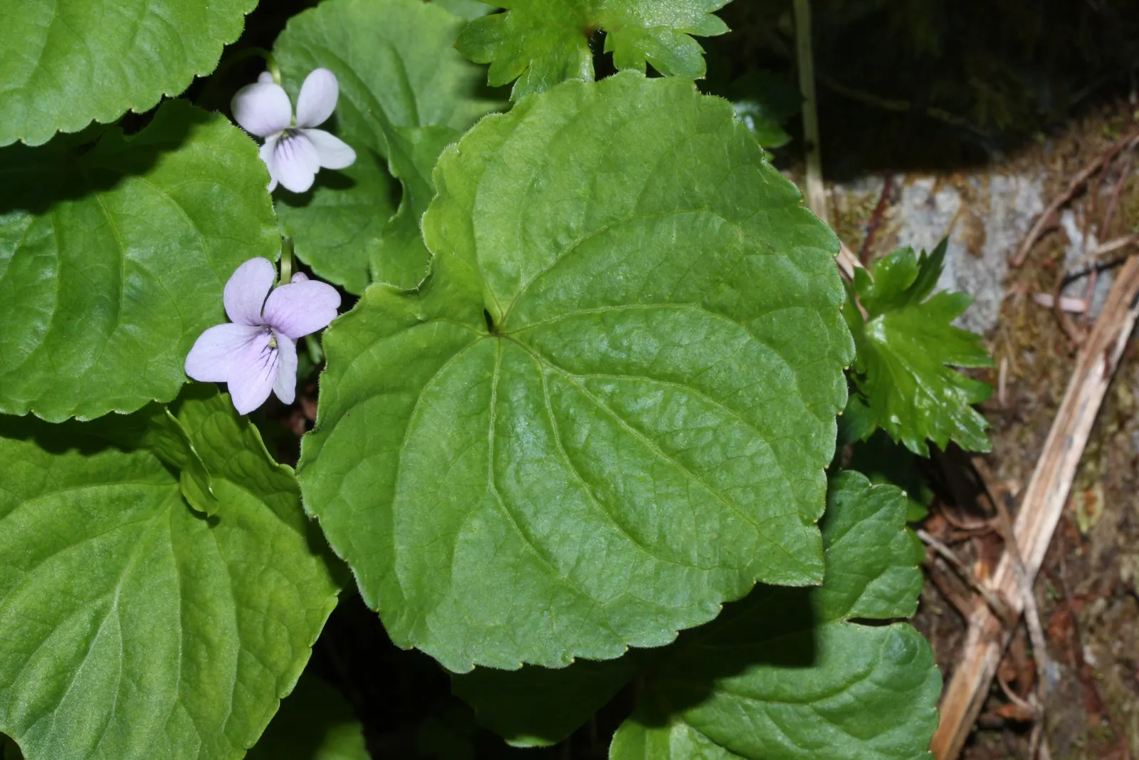 Dog Violet (Viola Adunca) — Viola adunca thrives in USDA hardiness zones 3 through 9, image 138