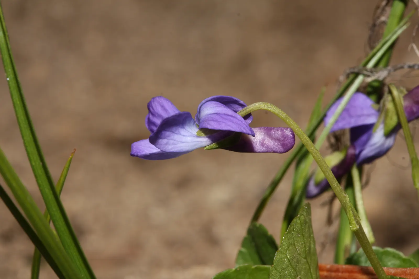 Dog Violet (Viola Adunca) — to a garden tapestry.<br><br>Adaptable to a range of conditions; reaching a mature height of 2-4 inches with a similar, image 112