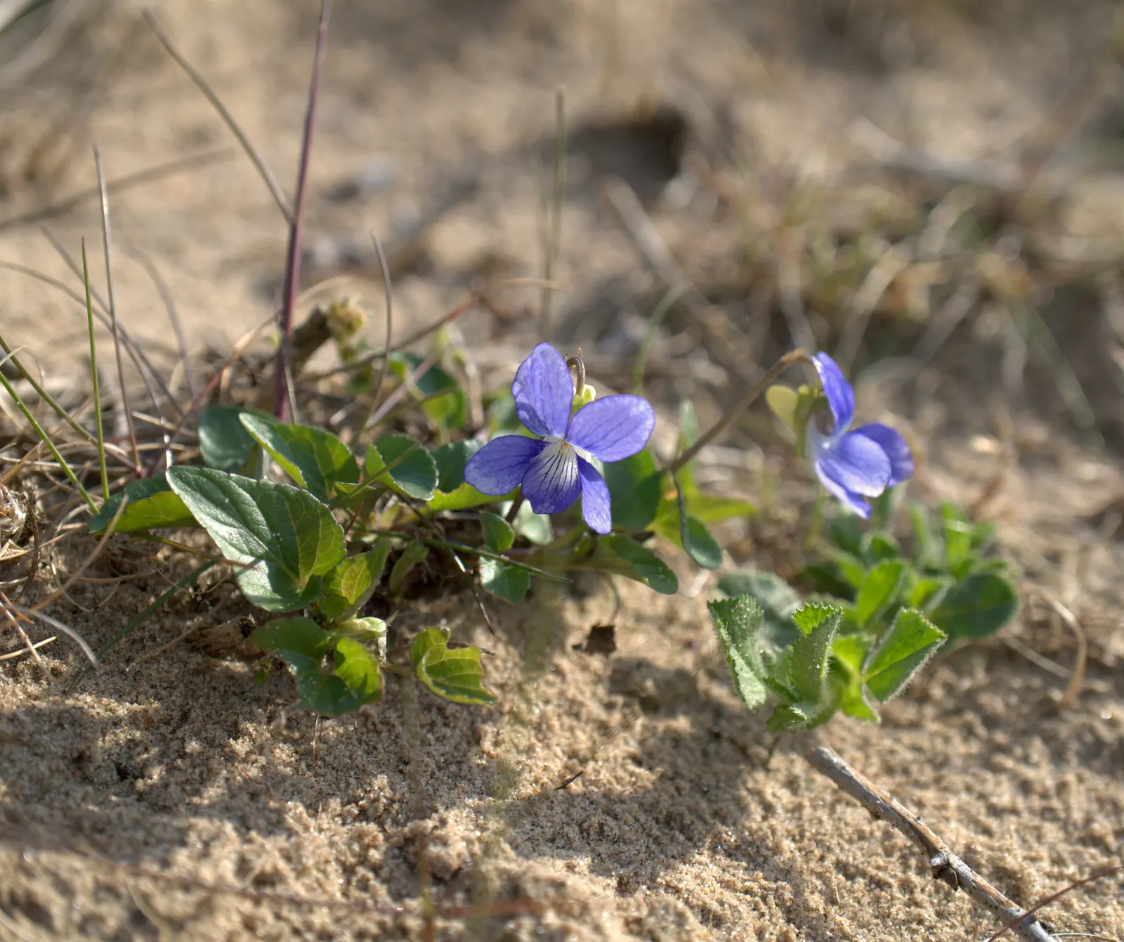 Dog Violet (Viola Adunca) — commonly called Dog Violet; preferring well-drained soils