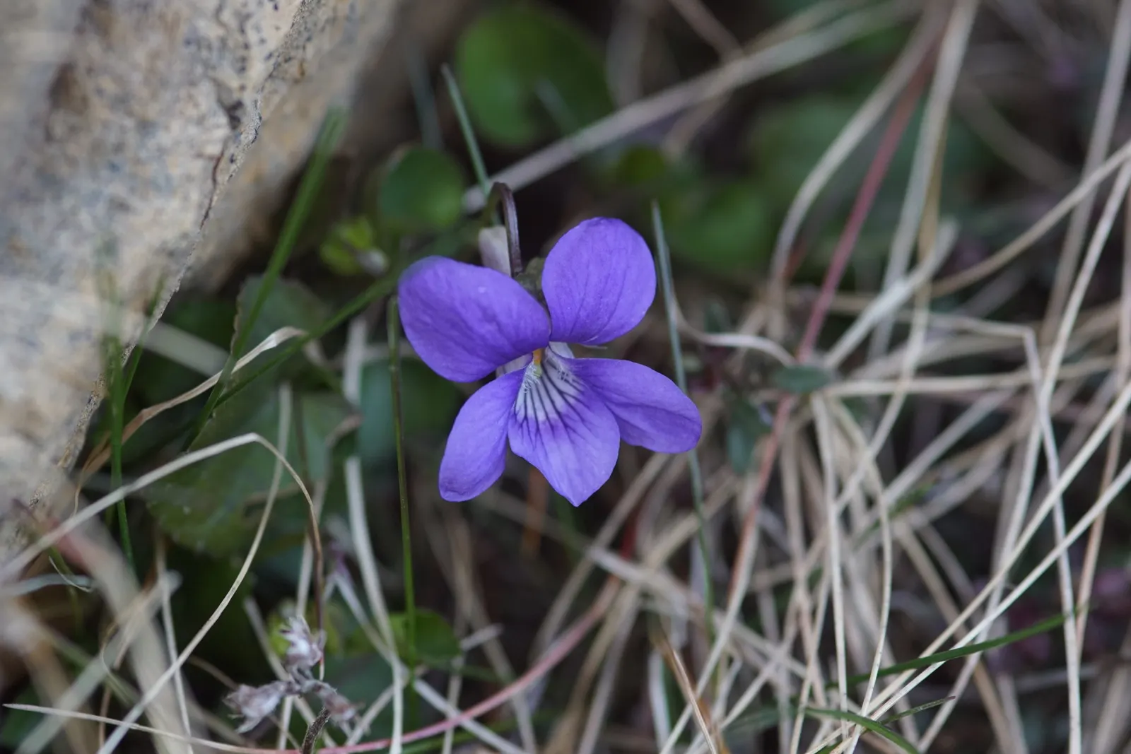 Dog Violet (Viola Adunca) — It is relatively low-maintenance, seldom bothered by pests or diseases; <br><br>Its foliage is lance-shaped and medium green