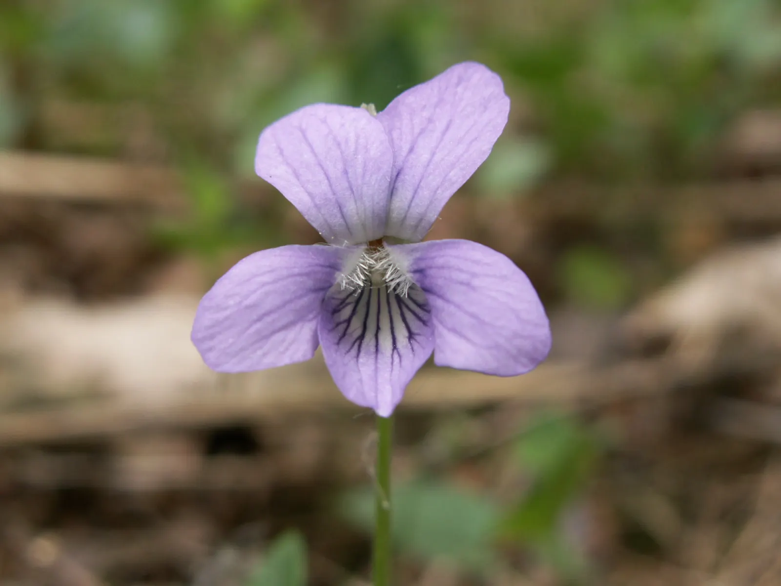 Dog Violet (Viola Adunca) — It showcases vibrant, deep blue-to-violet flowers, each spanning roughly 0.5 inches across; allowing for dense ground, image 78
