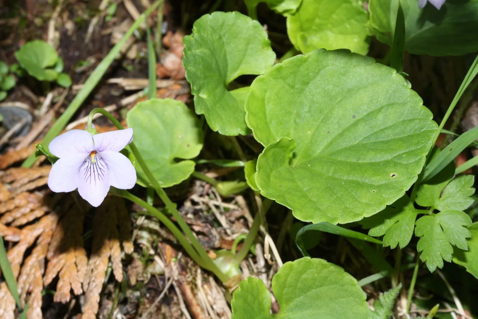 Dog Violet (Viola Adunca) — reaching a mature height of 2-4 inches with a similar spread; preferring well-drained soil, image 156