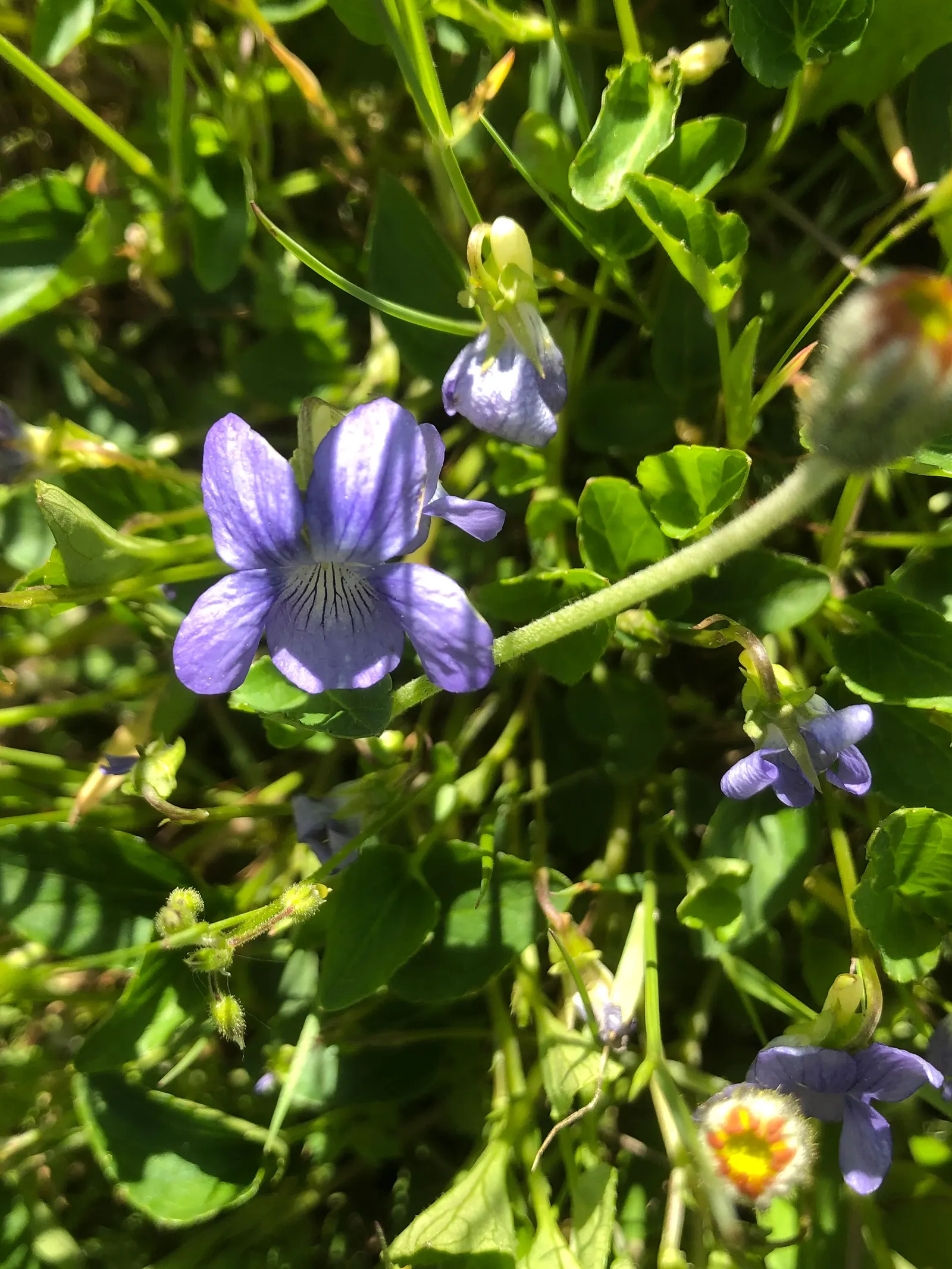 Dog Violet (Viola Adunca) — It showcases vibrant, deep blue-to-violet flowers, each spanning roughly 0.5 inches across