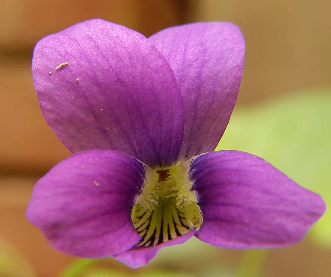 Dog Violet (Viola Adunca) — It showcases vibrant, deep blue-to-violet flowers, each spanning roughly 0.5 inches across; allowing for dense ground, image 103