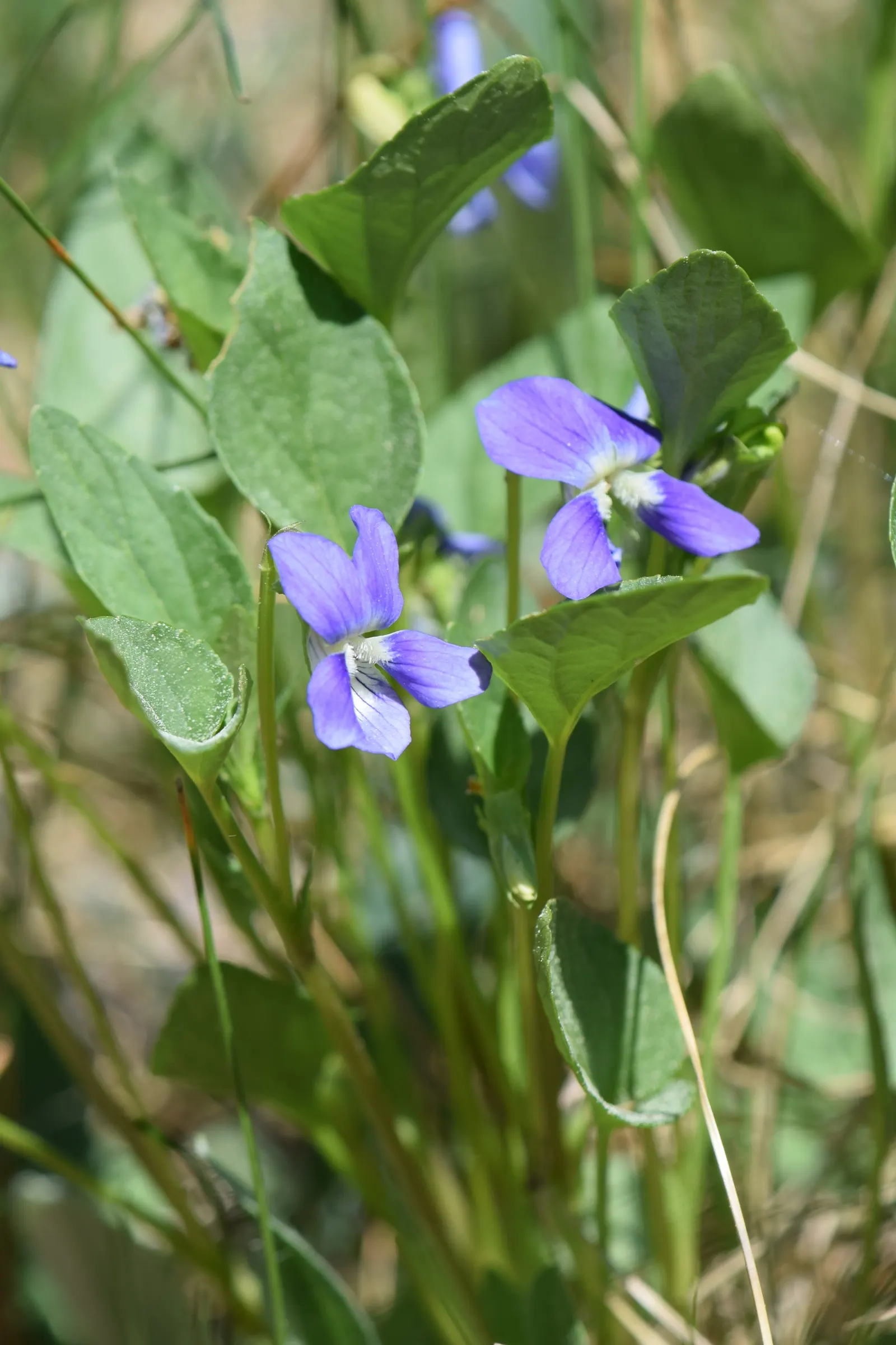 Dog Violet (Viola Adunca) — Preferring well-drained soil; the Dog Violet requires moderate moisture levels; regular watering is recommended, image 139