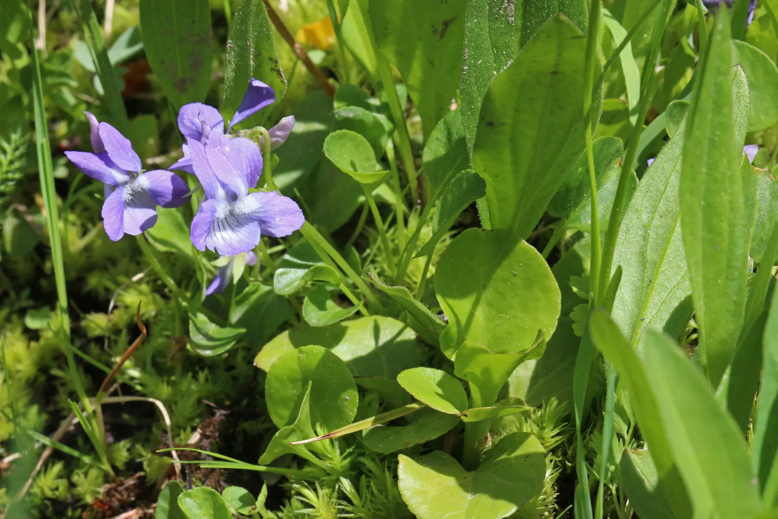 Dog Violet (Viola Adunca) — The Dog Violet (Viola adunca); it showcases vibrant, deep blue-to-violet flowers, each spanning roughly 0.5 inches, image 133