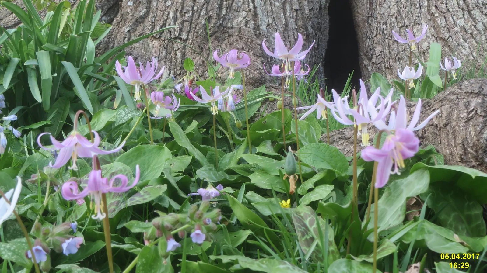 Dog Violet (Viola Adunca) — allowing for dense ground cover without overwhelming surrounding plants; blue flowers in the garden, image 93