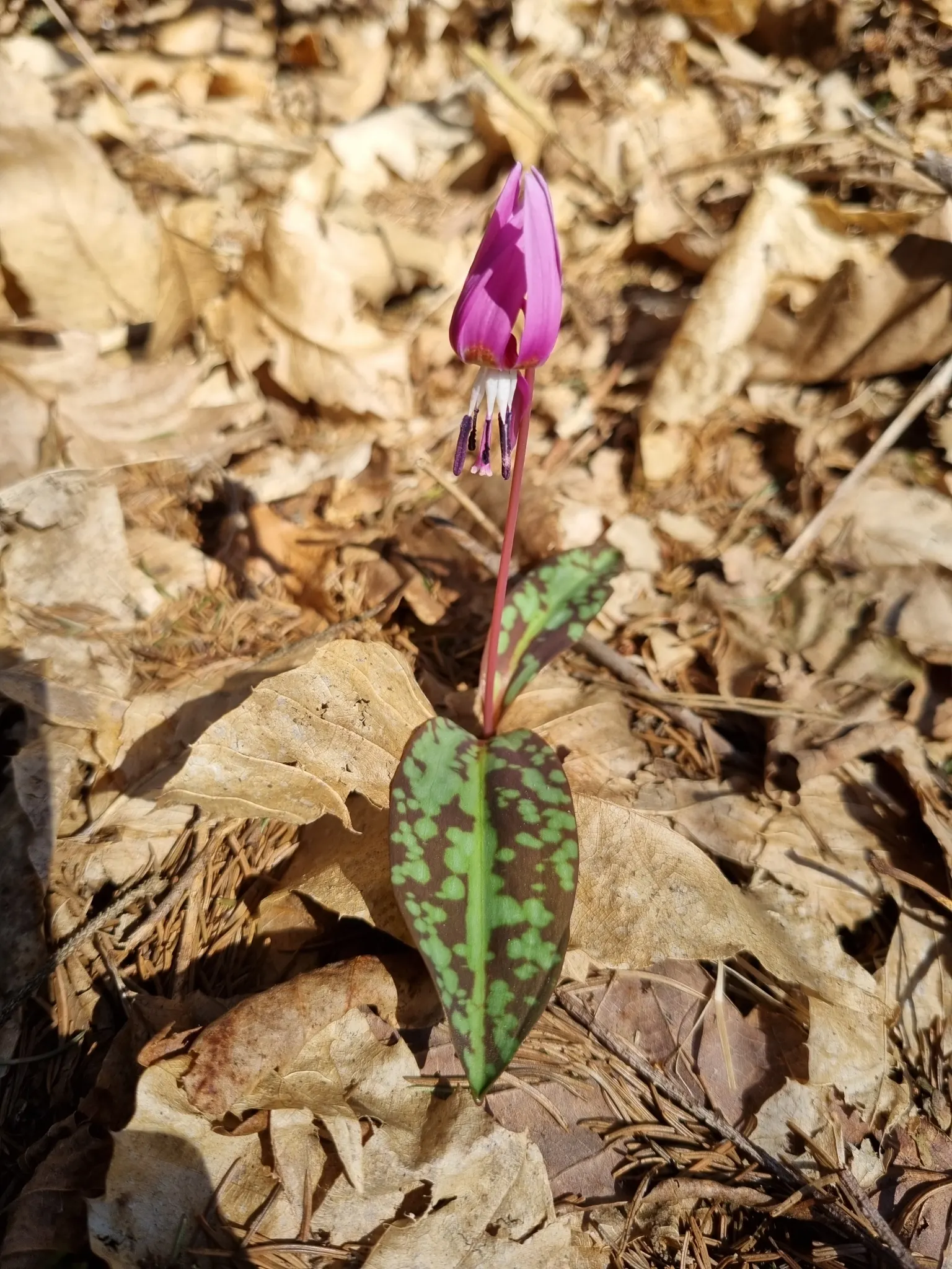 Dog Violet (Viola Adunca) — it thrives in USDA zones 3-7; ideal for woodland gardens, this species offers both aesthetic appeal and support for, image 155