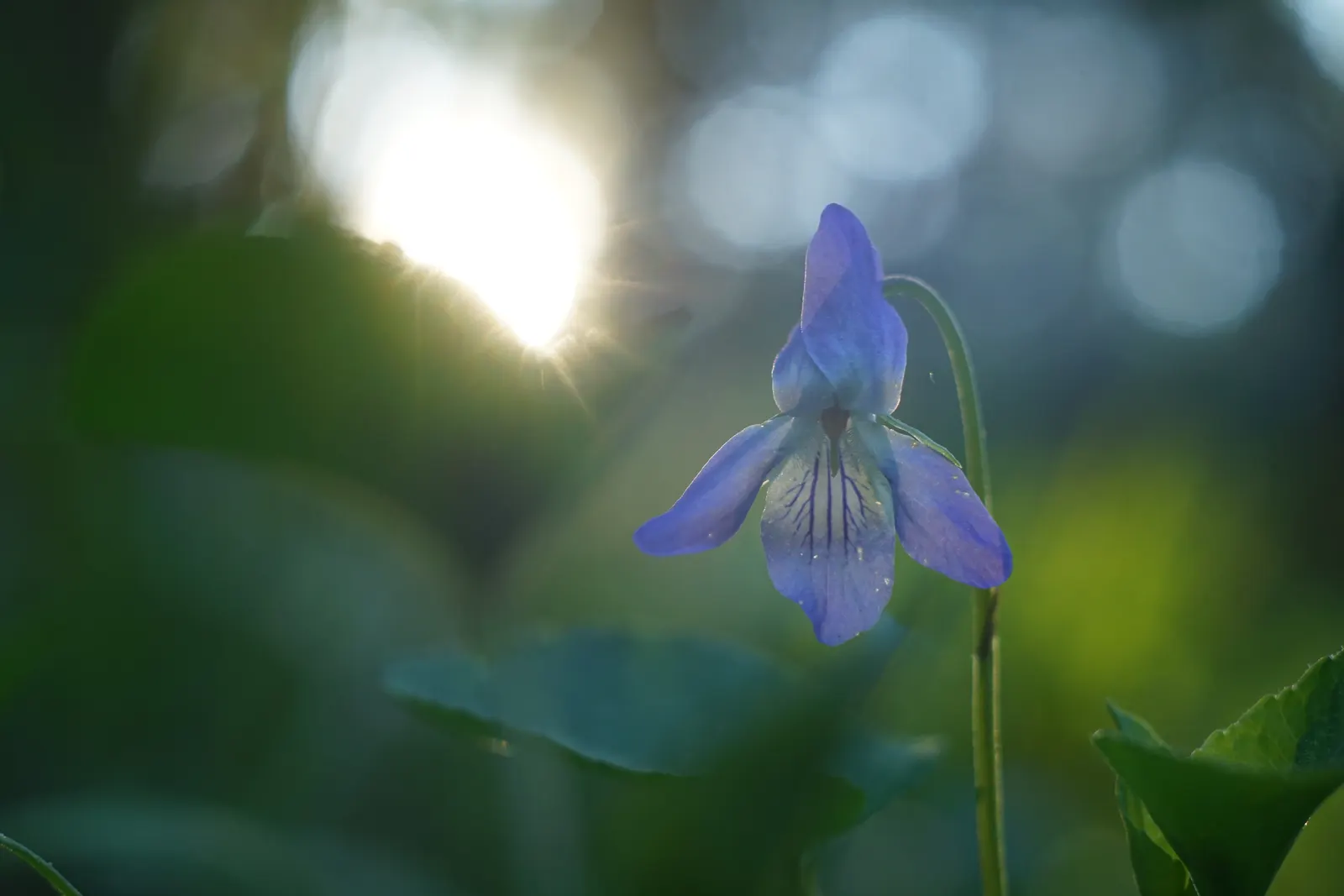 Dog Violet (Viola Adunca) — it thrives in USDA zones 3-7; ideal for woodland gardens, this species offers both aesthetic appeal and support for, image 55