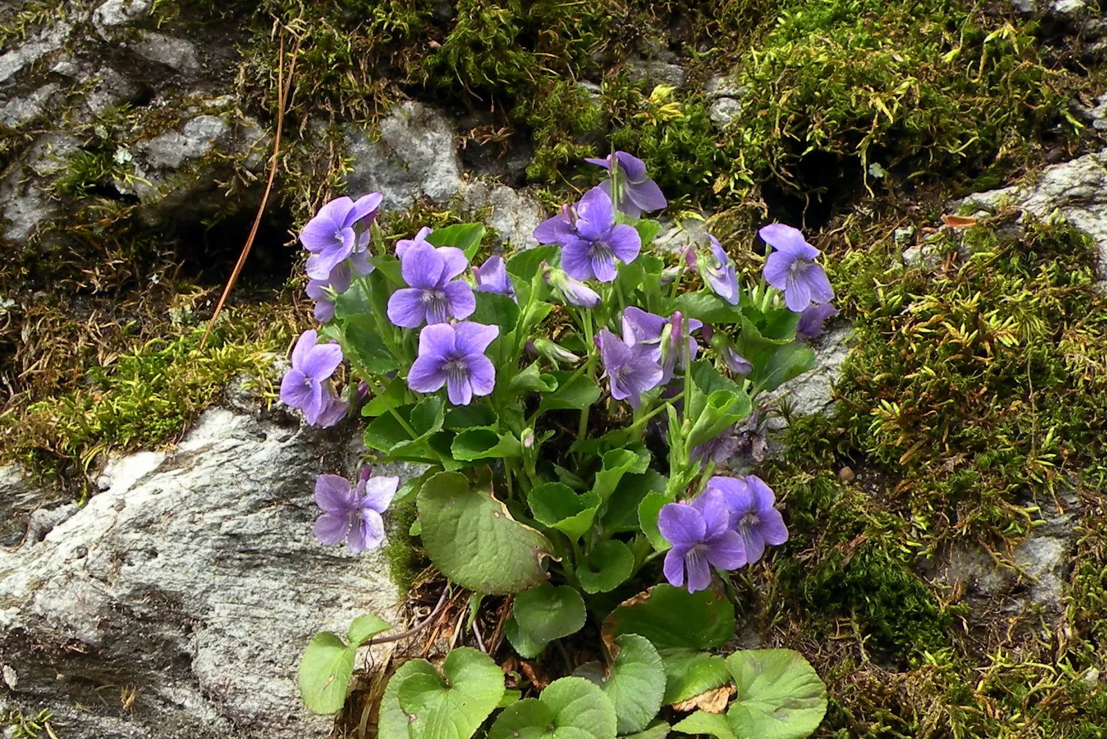 Dog Violet (Viola Adunca) — ground cover / perennial with blue blooms; this plant is ideal for rock gardens or woodland borders, image 99