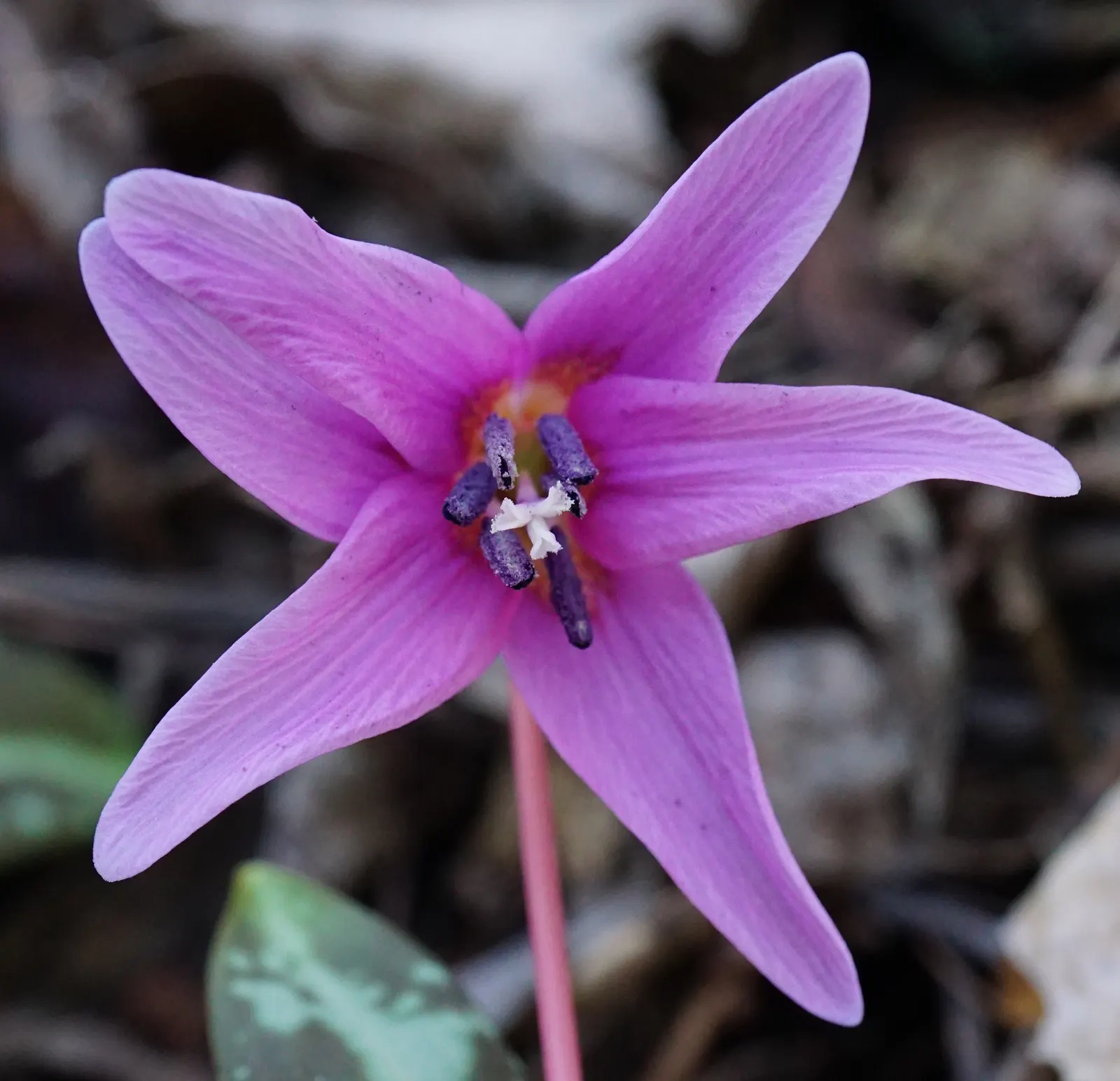 Dog Violet (Viola Adunca) — <br><br>Its foliage is lance-shaped and medium green, providing a pleasant backdrop for the vibrant flowers; it thrives, image 144