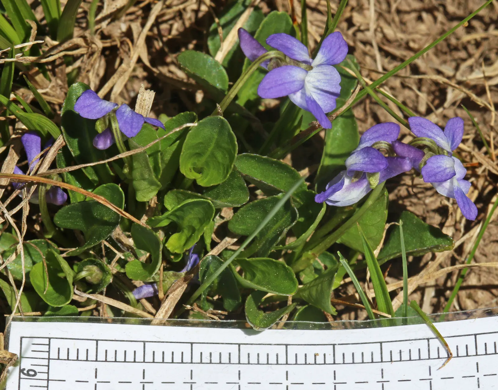 Dog Violet (Viola Adunca) — It grows to a modest height of about 4 to 6 inches with a similar spread