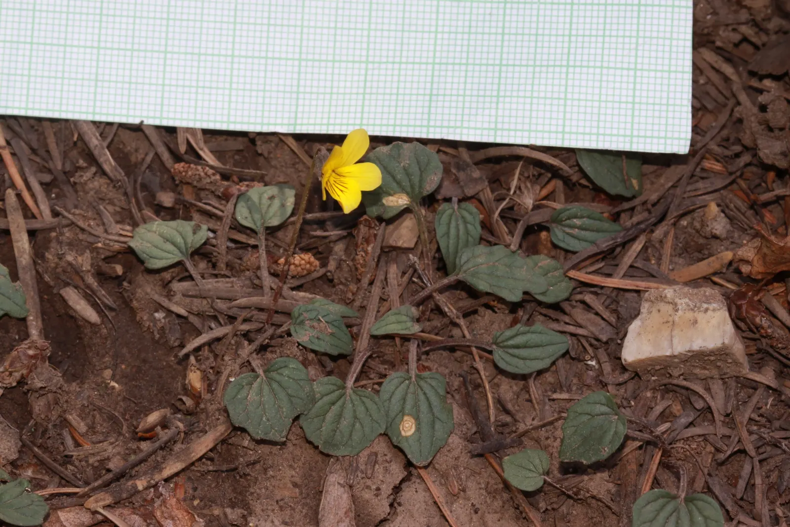 Dog Violet (Viola Adunca) — ground cover / perennial with blue blooms; this plant is ideal for rock gardens or woodland borders, image 74