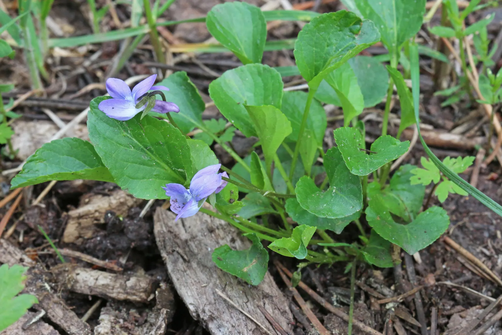 Dog Violet (Viola Adunca) — with its blossoms providing subtle dimensions; it grows to a modest height of about 4 to 6 inches with a similar spread, image 110