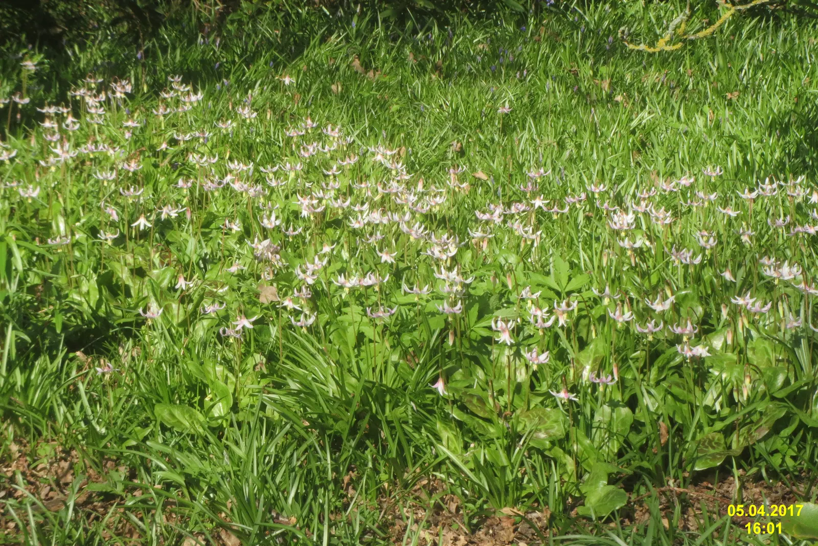 Dog Violet (Viola Adunca) — It is relatively low-maintenance, seldom bothered by pests or diseases; <br><br>Its foliage is lance-shaped and medium, image 96