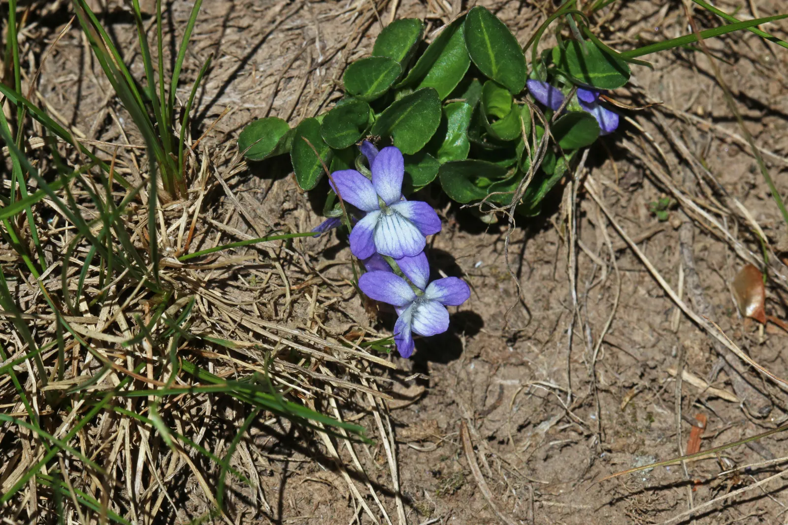 Dog Violet (Viola Adunca) — Preferring well-drained soils; ground cover / perennial for half or shade