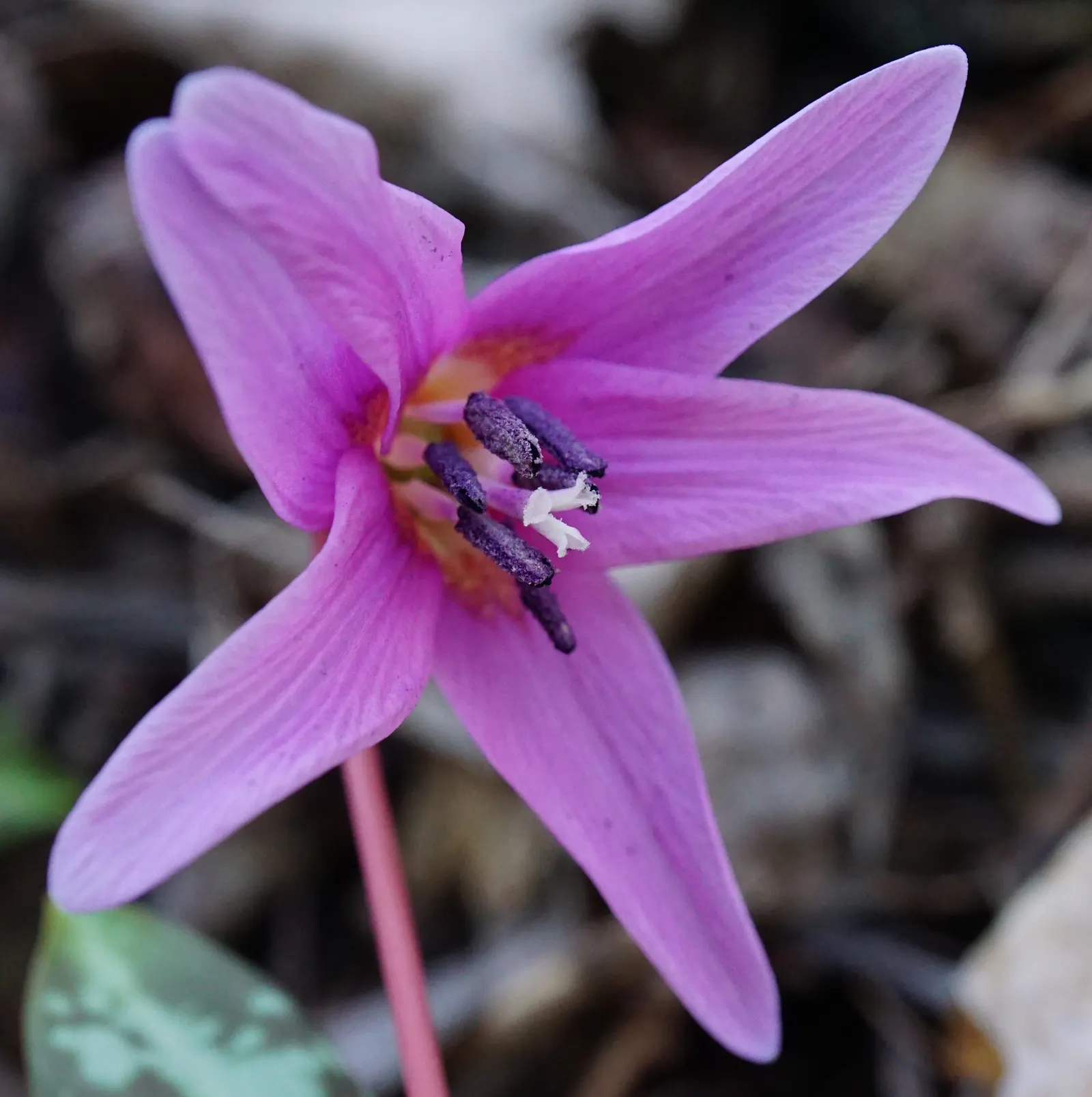 Dog Violet (Viola Adunca) — to a garden tapestry.<br><br>Adaptable to a range of conditions; reaching a mature height of 2-4 inches with a similar, image 62