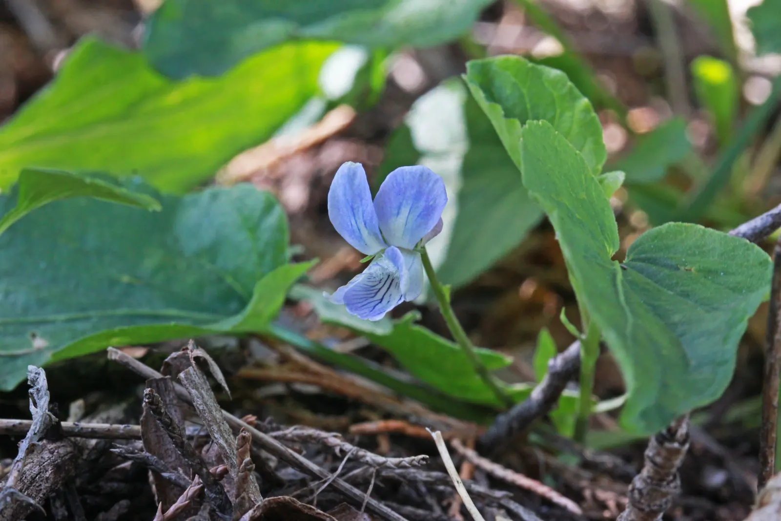 Dog Violet (Viola Adunca) — is a low-lying perennial favored for its resilient nature and early spring blooms; roughly about 0.25 to 0.5 inches in, image 152