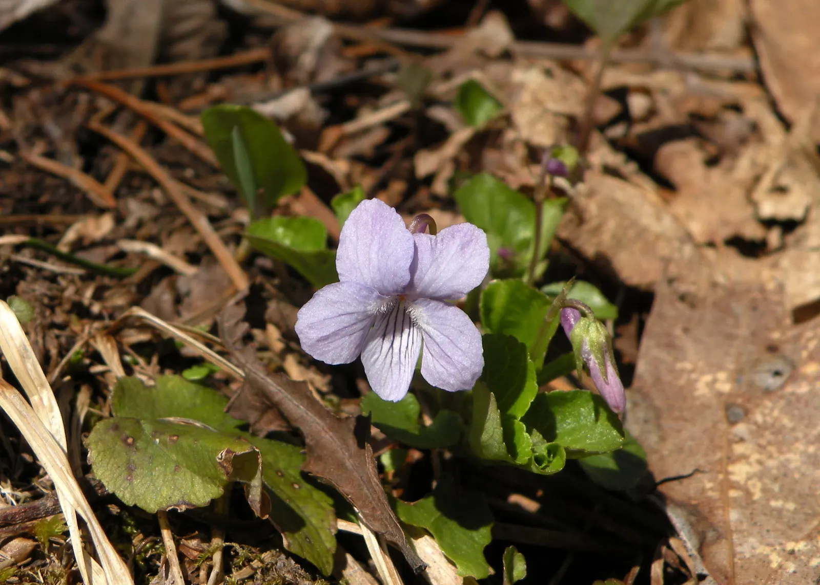 Dog Violet (Viola Adunca) — <br><br>Its foliage is lance-shaped and medium green, providing a pleasant backdrop for the vibrant flowers; it thrives, image 94