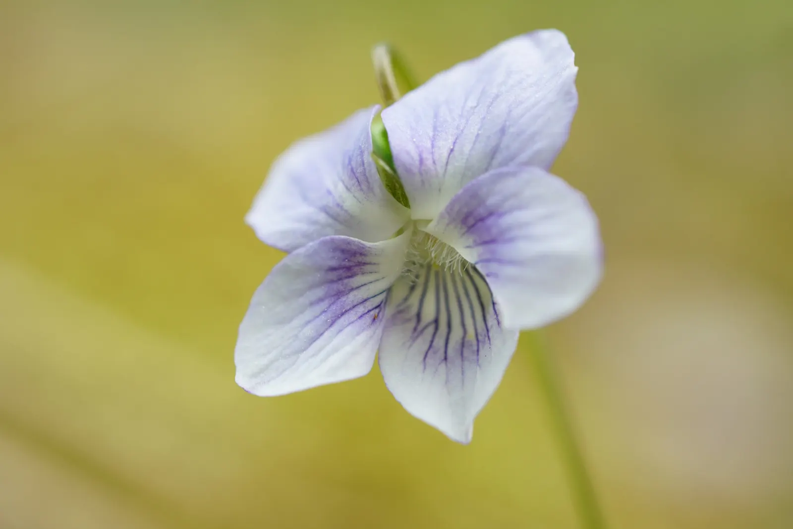 Dog Violet (Viola Adunca) — this plant is ideal for rock gardens or woodland borders