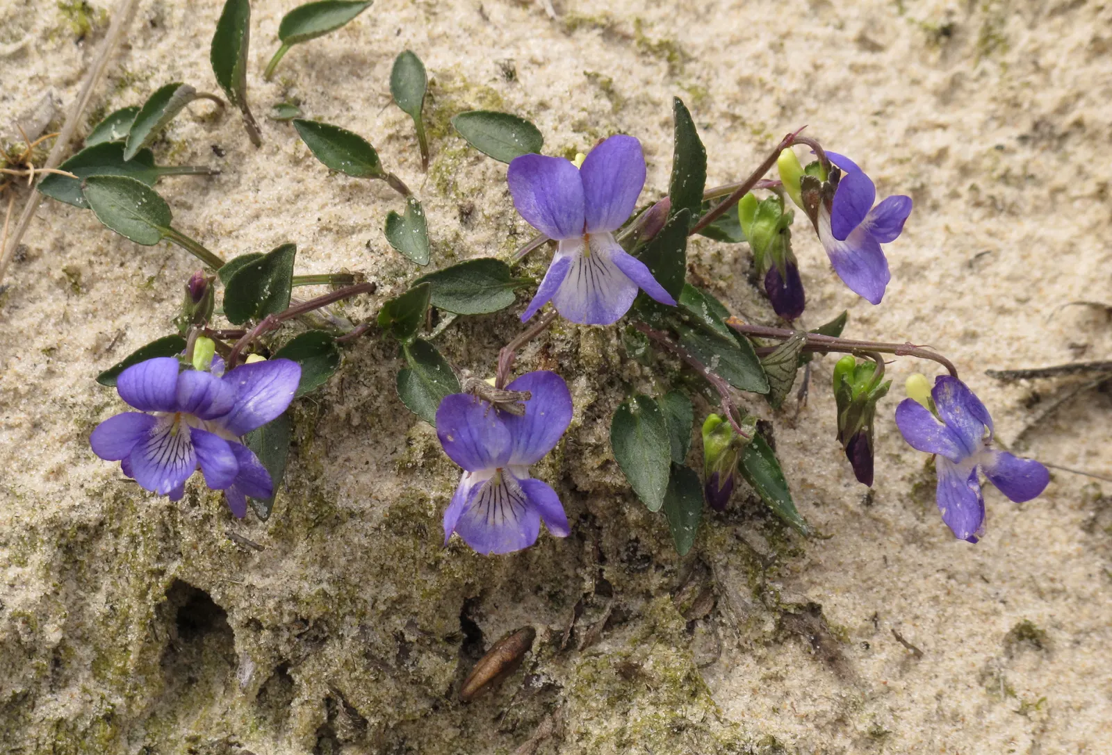 Dog Violet (Viola Adunca) — The Dog Violet requires moderate moisture levels; regular watering is recommended especially in dry periods; to a garden, image 70