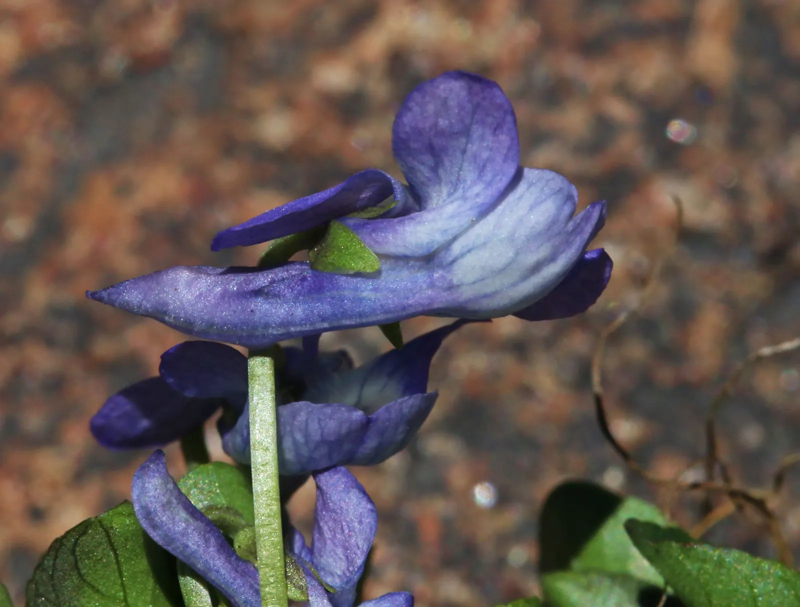 Dog Violet (Viola Adunca) — to a garden tapestry.<br><br>Adaptable to a range of conditions; reaching a mature height of 2-4 inches with a similar spread