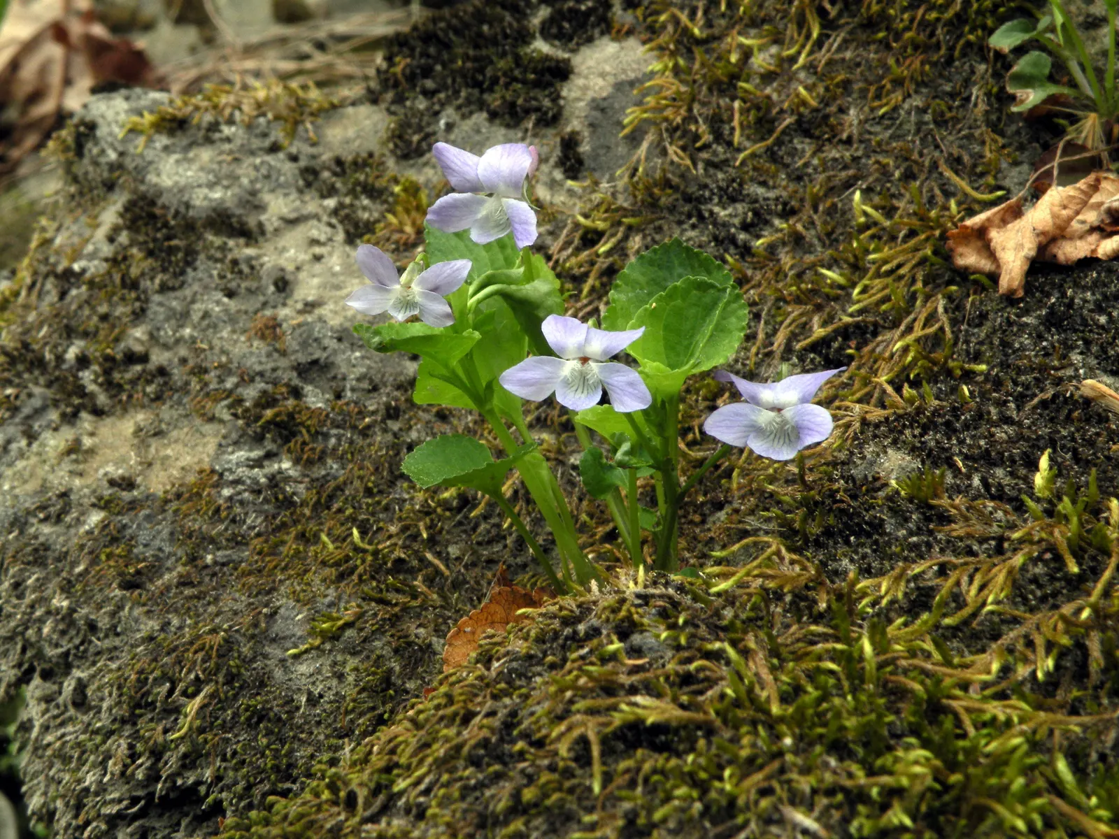Dog Violet (Viola Adunca) — this plant is ideal for rock gardens or woodland borders; is a low-lying perennial favored for its resilient nature and, image 115