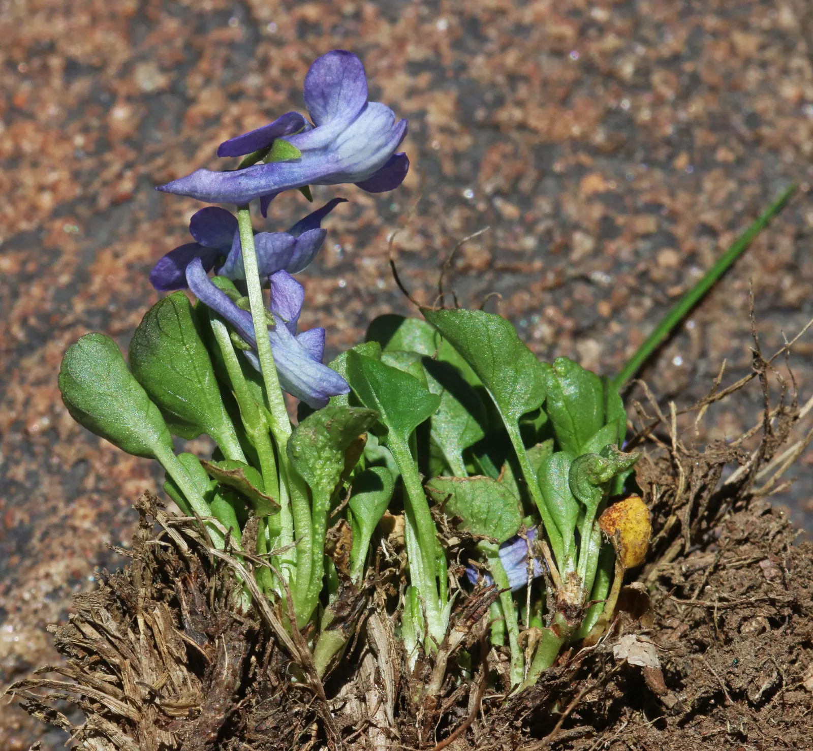 Dog Violet (Viola Adunca) — ground cover / perennial with blue blooms; this plant is ideal for rock gardens or woodland borders