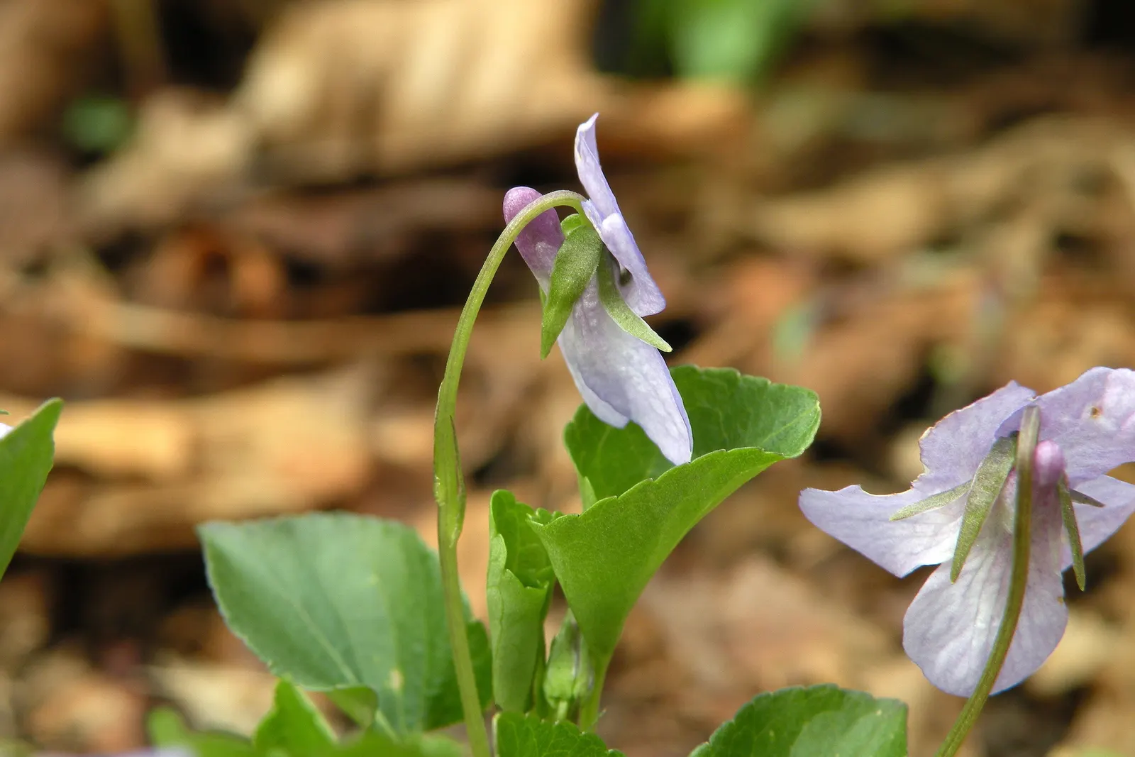 Dog Violet (Viola Adunca) — roughly about 0.25 to 0.5 inches in diameter; ground cover / perennial with blue blooms, image 161