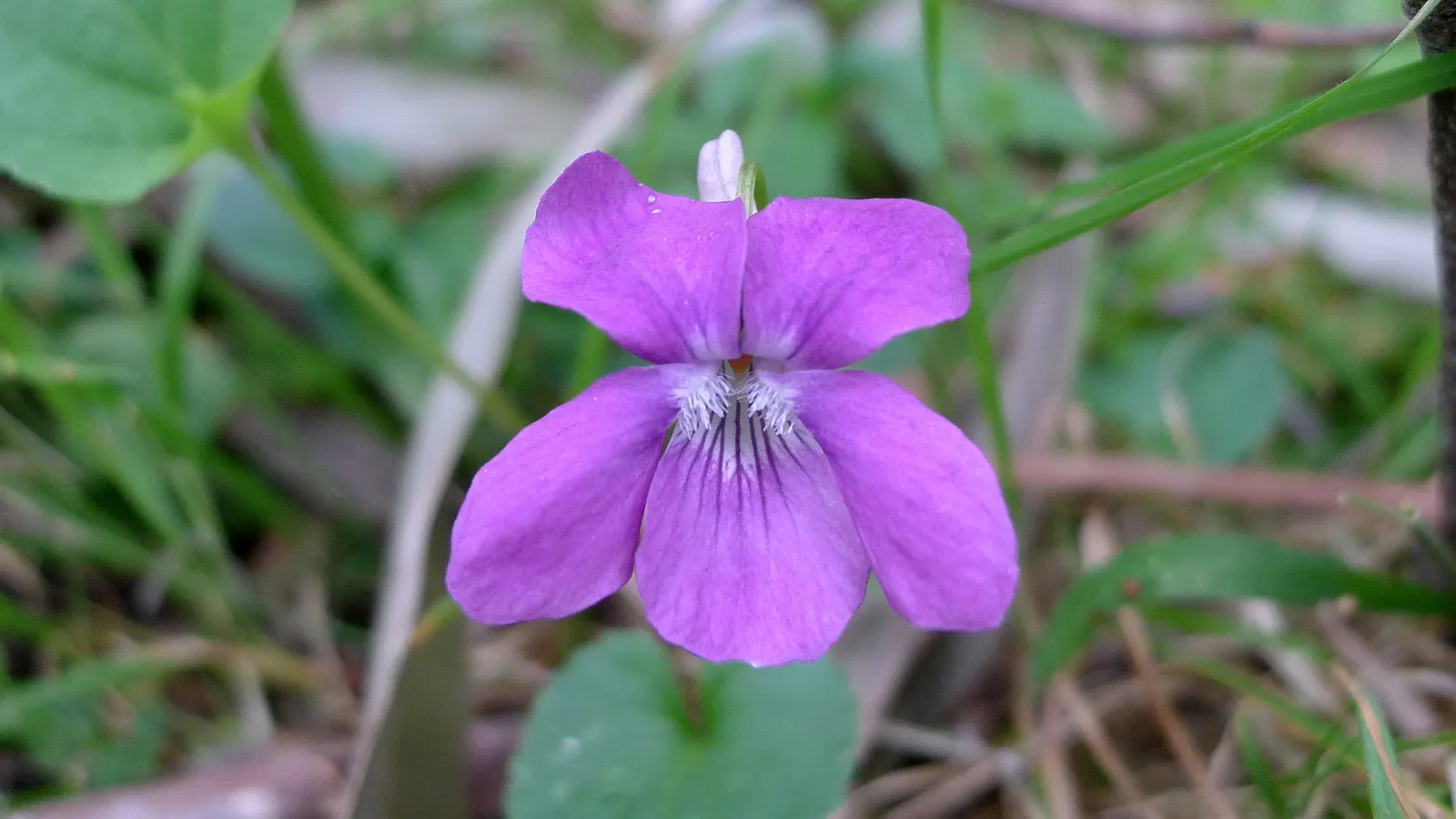 Dog Violet (Viola Adunca) — is a low-lying perennial favored for its resilient nature and early spring blooms; roughly about 0.25 to 0.5 inches in, image 77