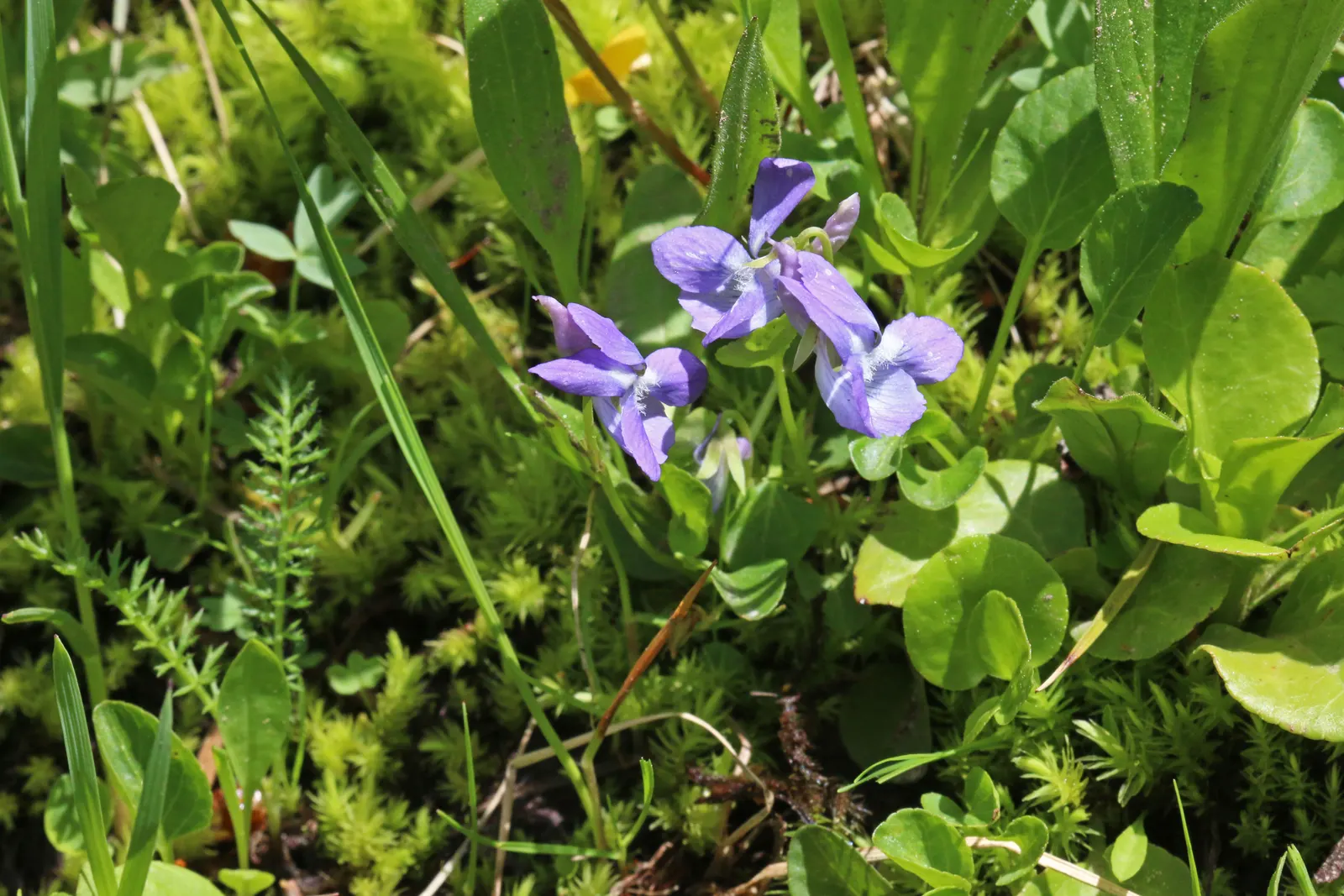 Dog Violet (Viola Adunca) — The Dog Violet (Viola adunca); it showcases vibrant, deep blue-to-violet flowers, each spanning roughly 0.5 inches, image 58