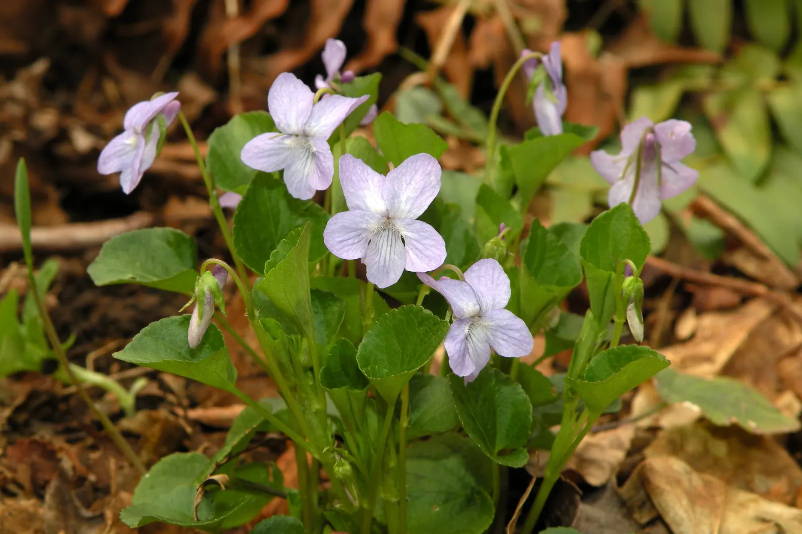 Dog Violet (Viola Adunca) — roughly about 0.25 to 0.5 inches in diameter; ground cover / perennial with blue blooms, image 136