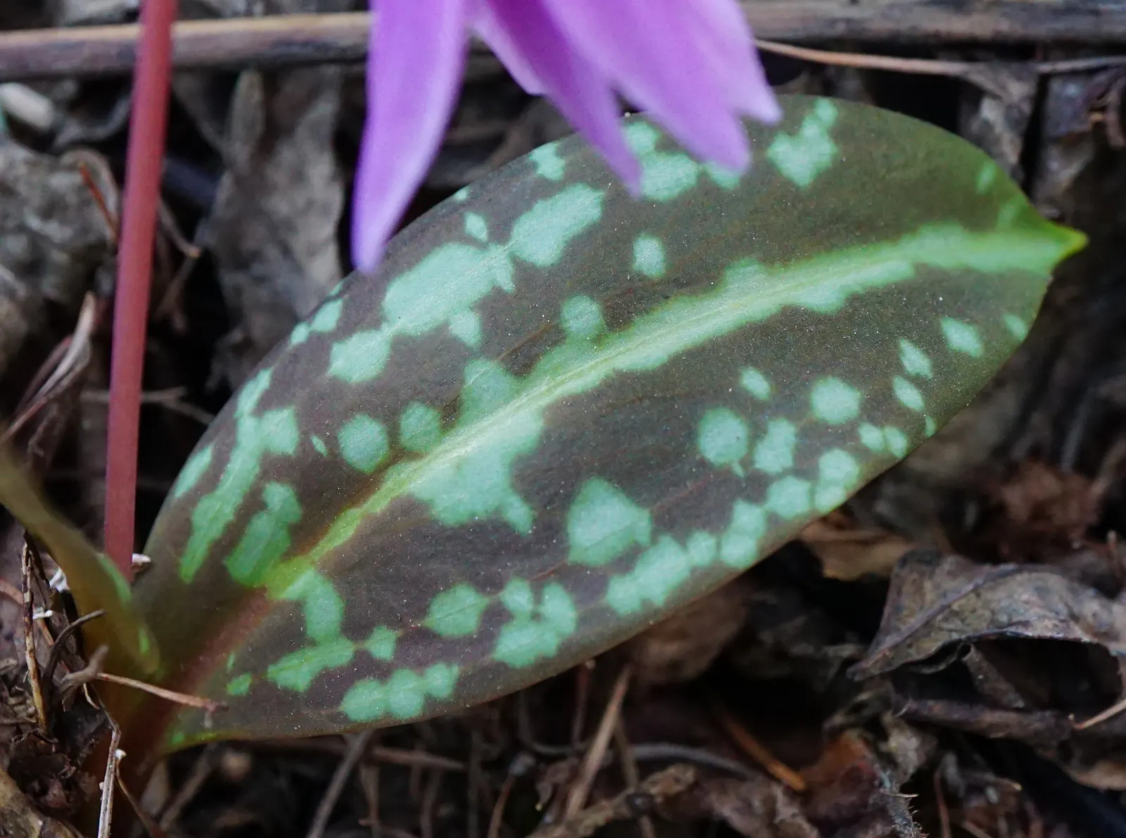 Dog Violet (Viola Adunca) — <br><br>Its foliage is lance-shaped and medium green, providing a pleasant backdrop for the vibrant flowers; it thrives in USDA