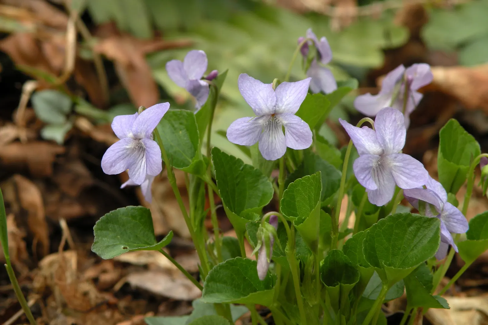 Dog Violet (Viola Adunca) — ground cover / perennial for half or shade; thereby supporting local biodiversity, image 150