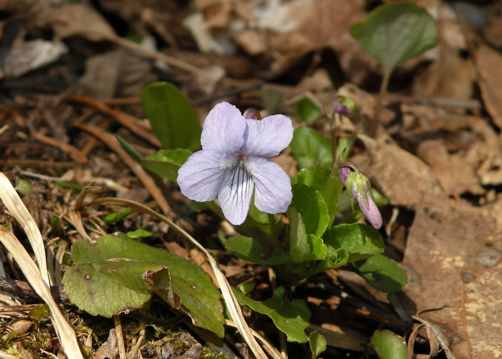 Dog Violet (Viola Adunca) — allowing for dense ground cover without overwhelming surrounding plants; blue flowers in the garden, image 143