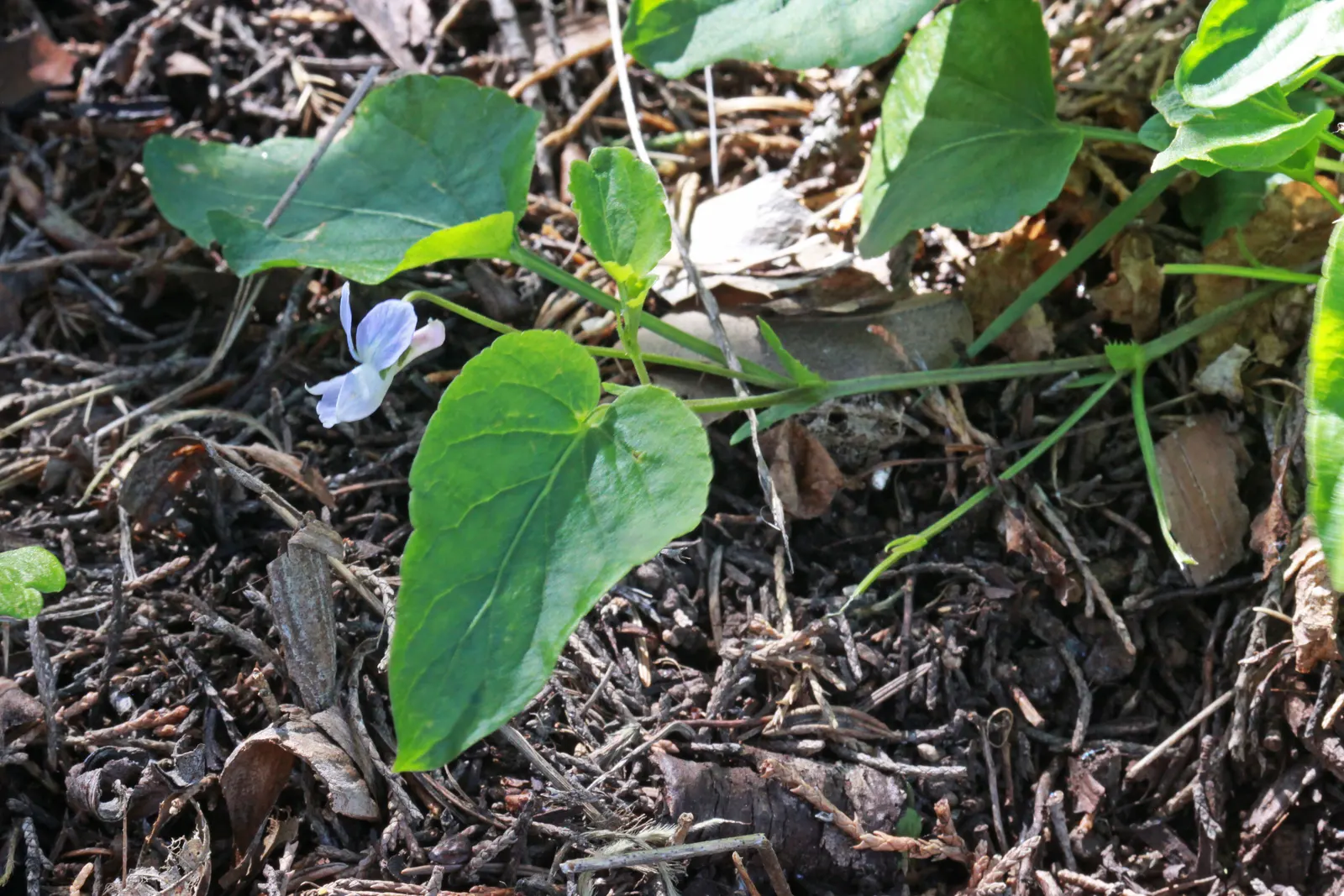 Dog Violet (Viola Adunca) — Viola adunca thrives in USDA hardiness zones 3 through 9, image 163