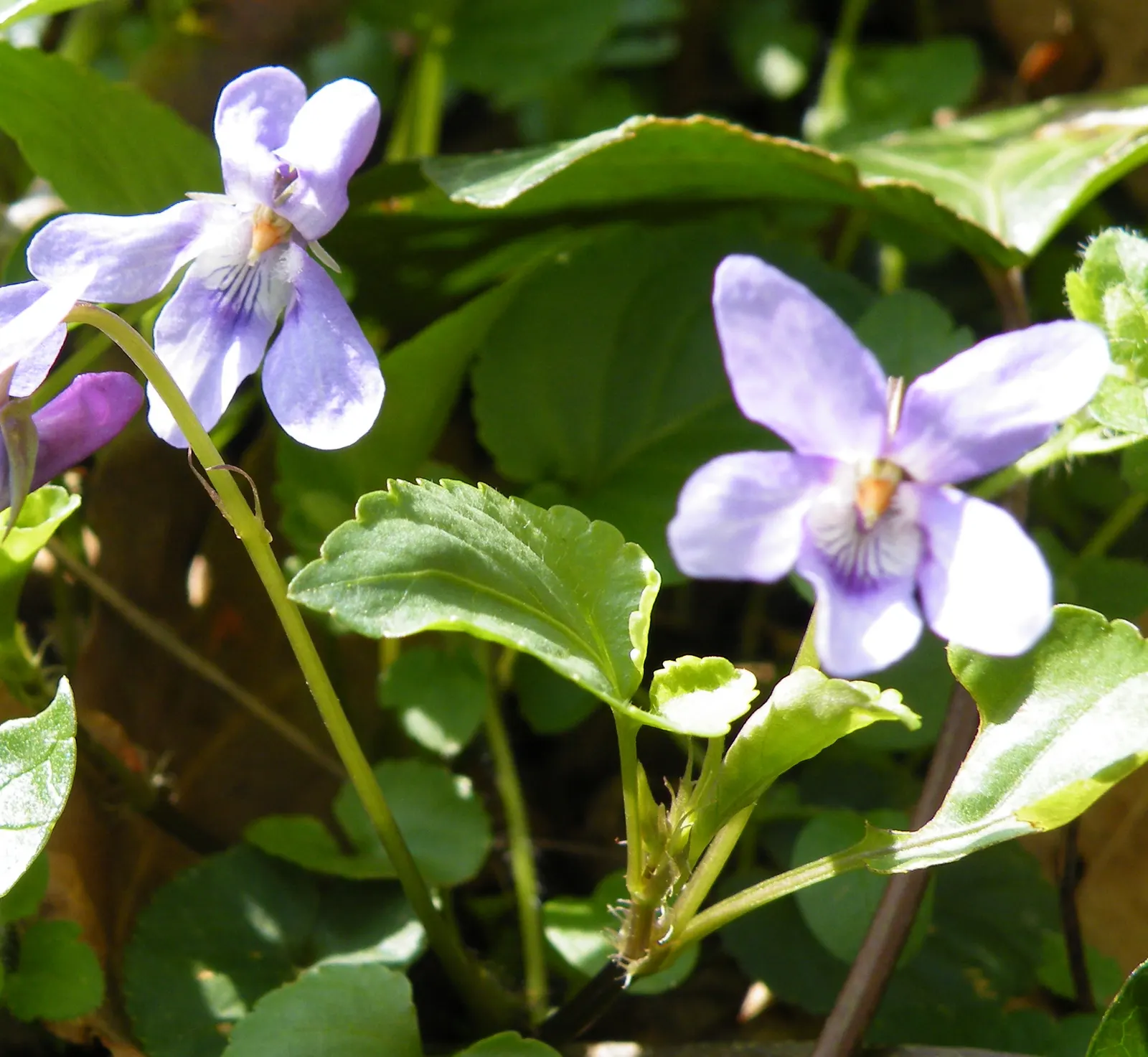 Dog Violet (Viola Adunca) — <br><br>Its foliage is lance-shaped and medium green, providing a pleasant backdrop for the vibrant flowers; it thrives, image 119