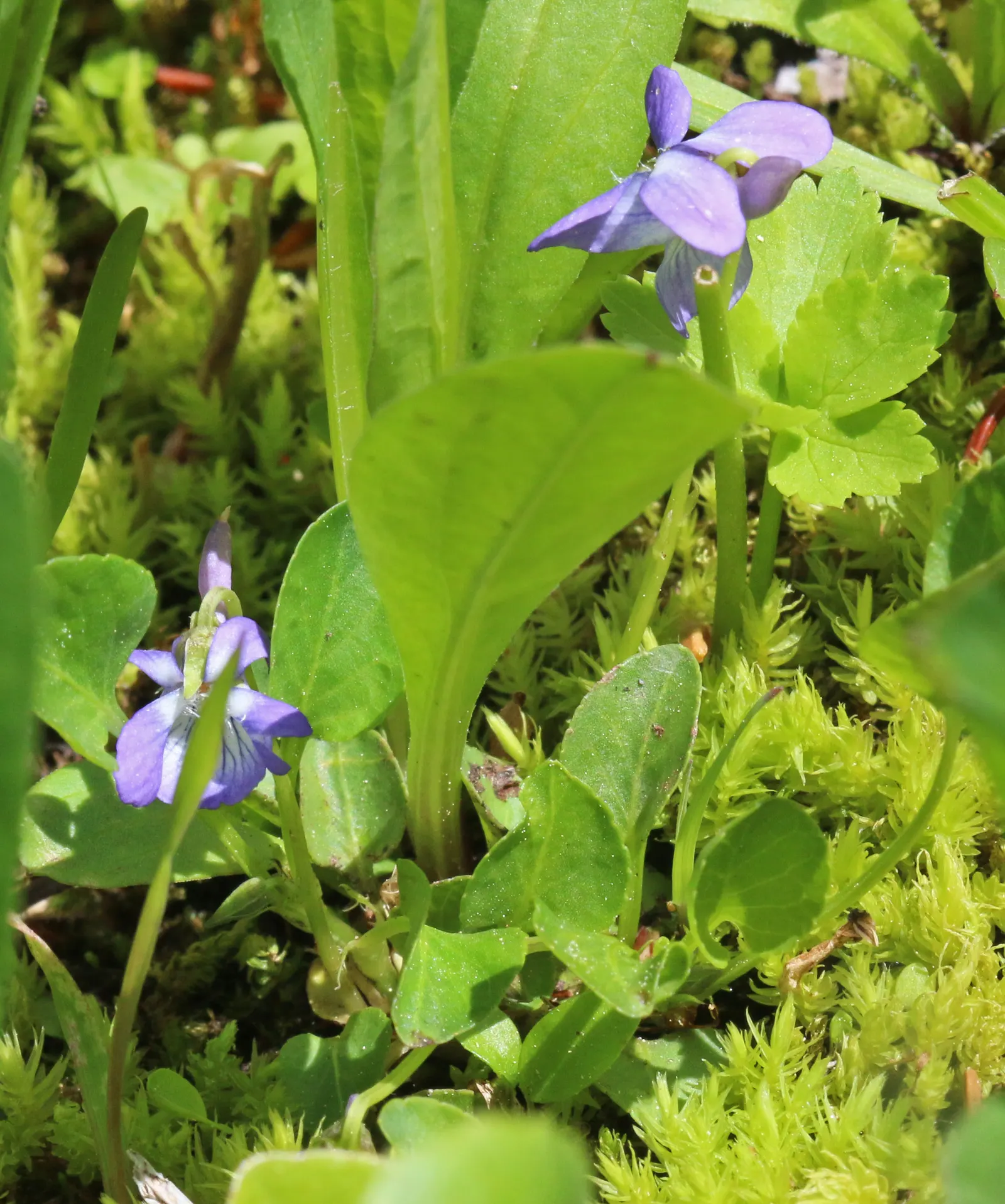 Dog Violet (Viola Adunca) — thereby supporting local biodiversity; commonly called Dog Violet, image 122