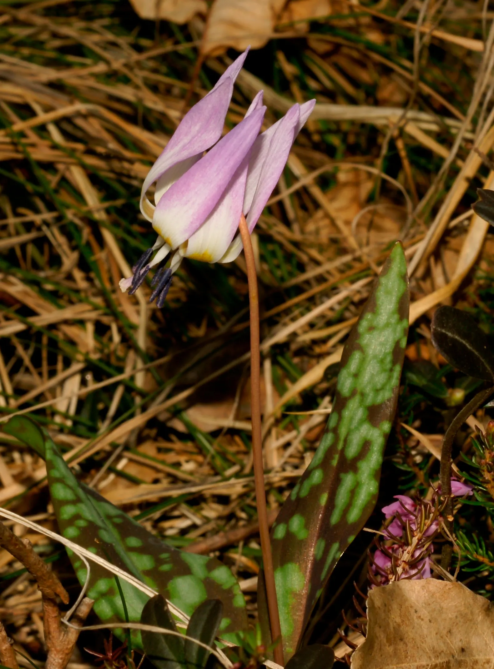 Dog Violet (Viola Adunca) — Preferring well-drained soil; the Dog Violet requires moderate moisture levels; regular watering is recommended especially in dry