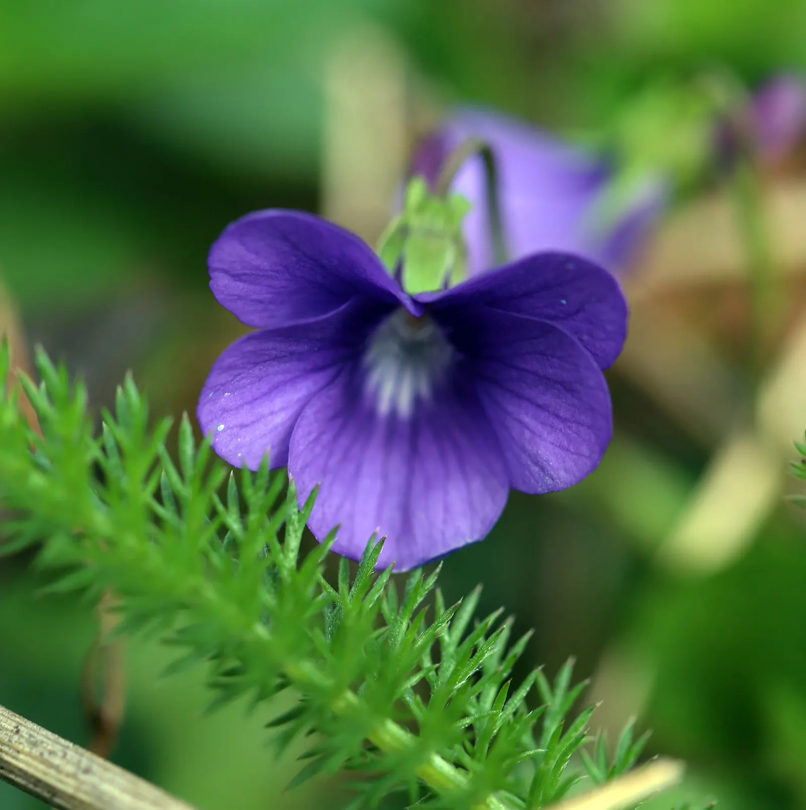 Dog Violet (Viola Adunca) — Preferring well-drained soil; the Dog Violet requires moderate moisture levels; regular watering is recommended, image 89