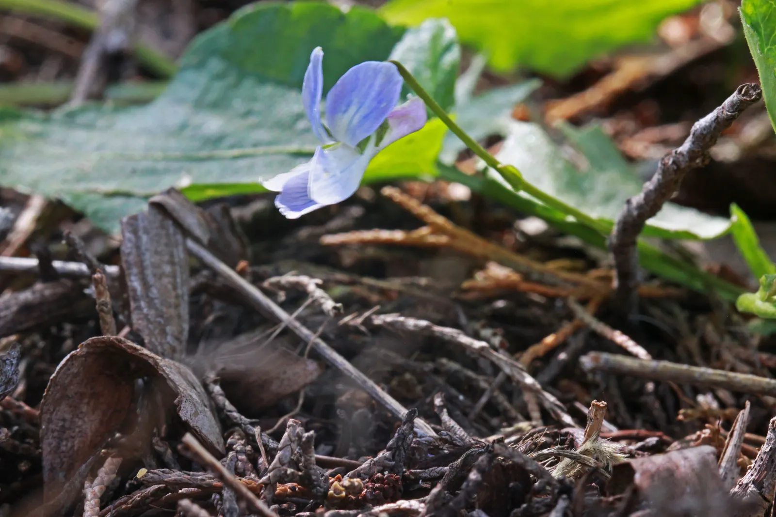 Dog Violet (Viola Adunca) — It grows to a modest height of about 4 to 6 inches with a similar spread; offering a naturalized look when grown en, image 142