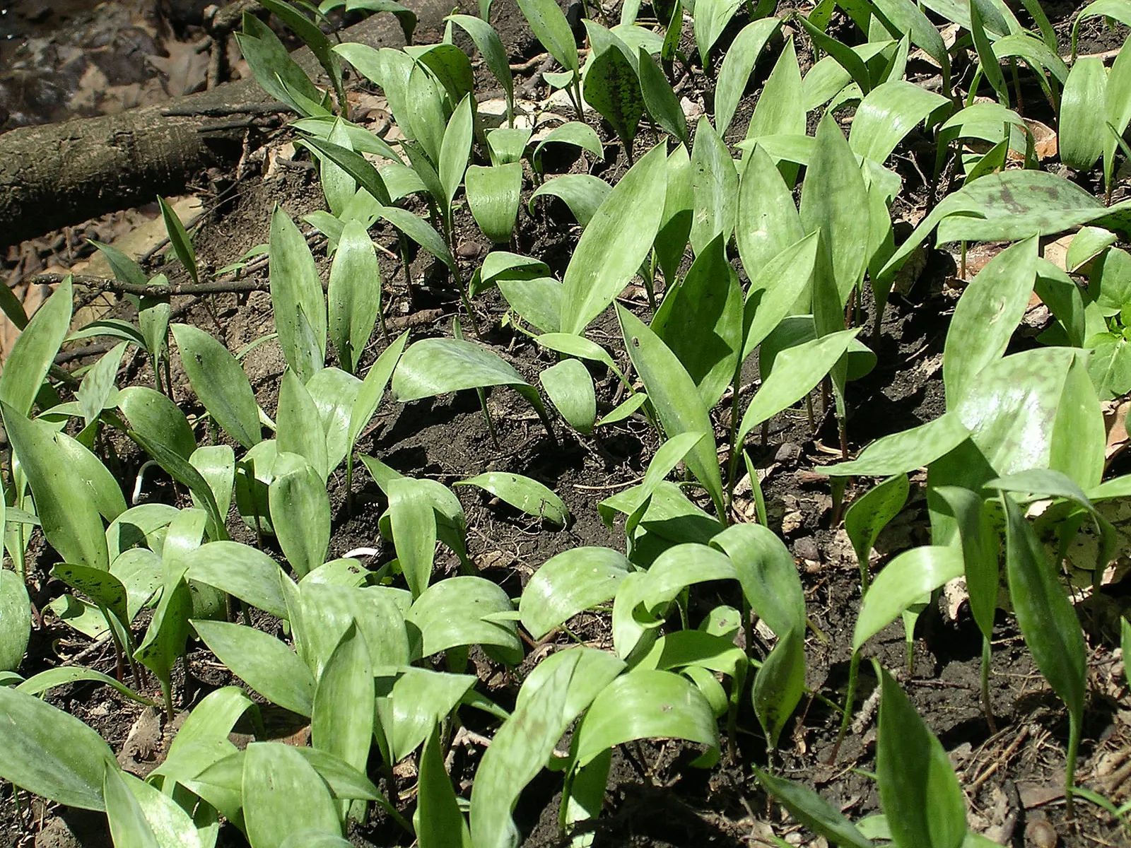 Dog Violet (Viola Adunca) — allowing for dense ground cover without overwhelming surrounding plants; blue flowers in the garden
